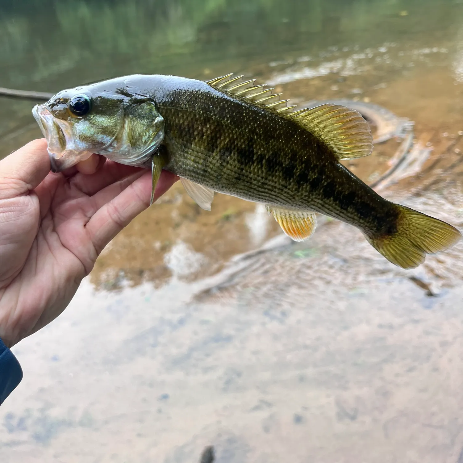 Redeye bass caught on Fishbrain