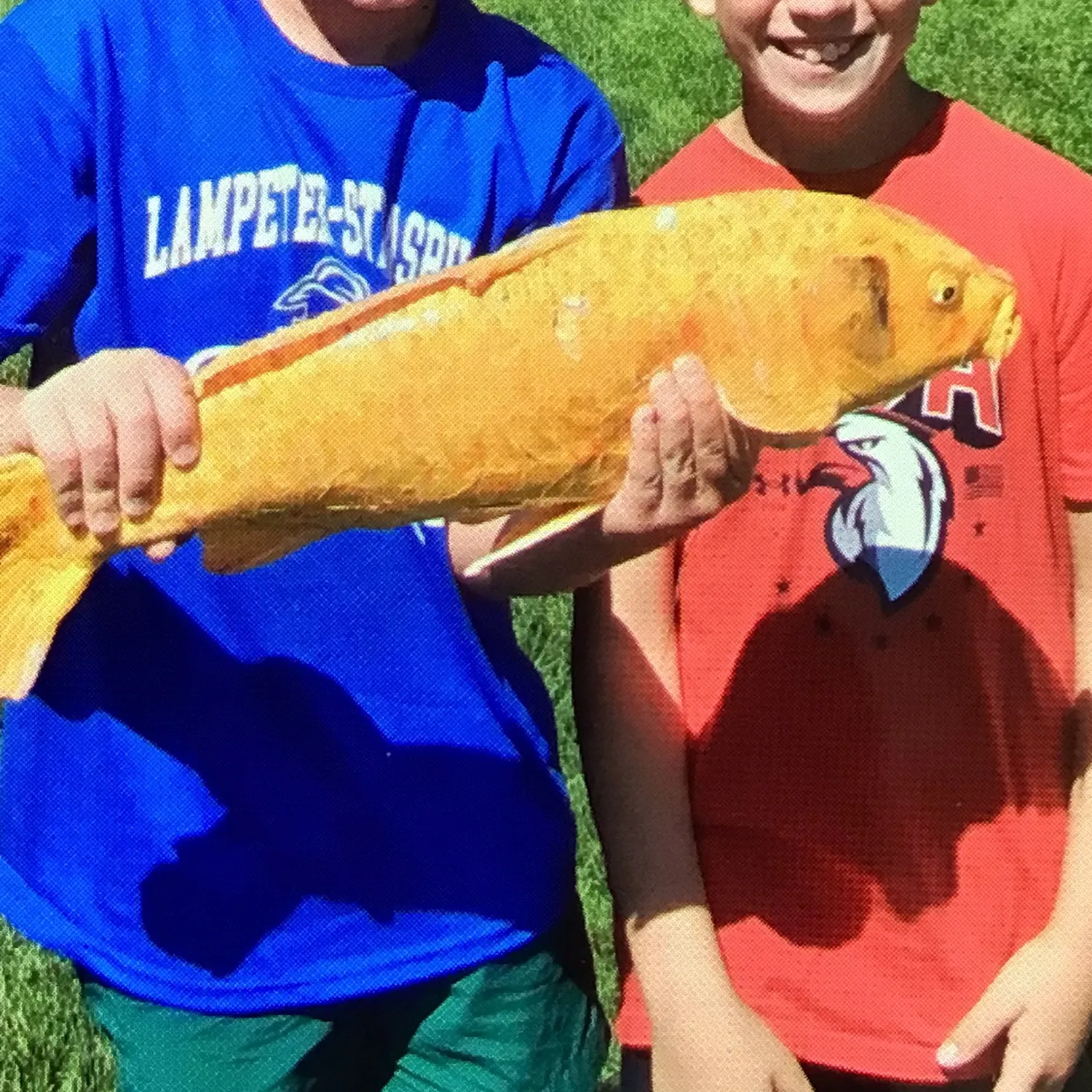 Common carp caught on Fishbrain