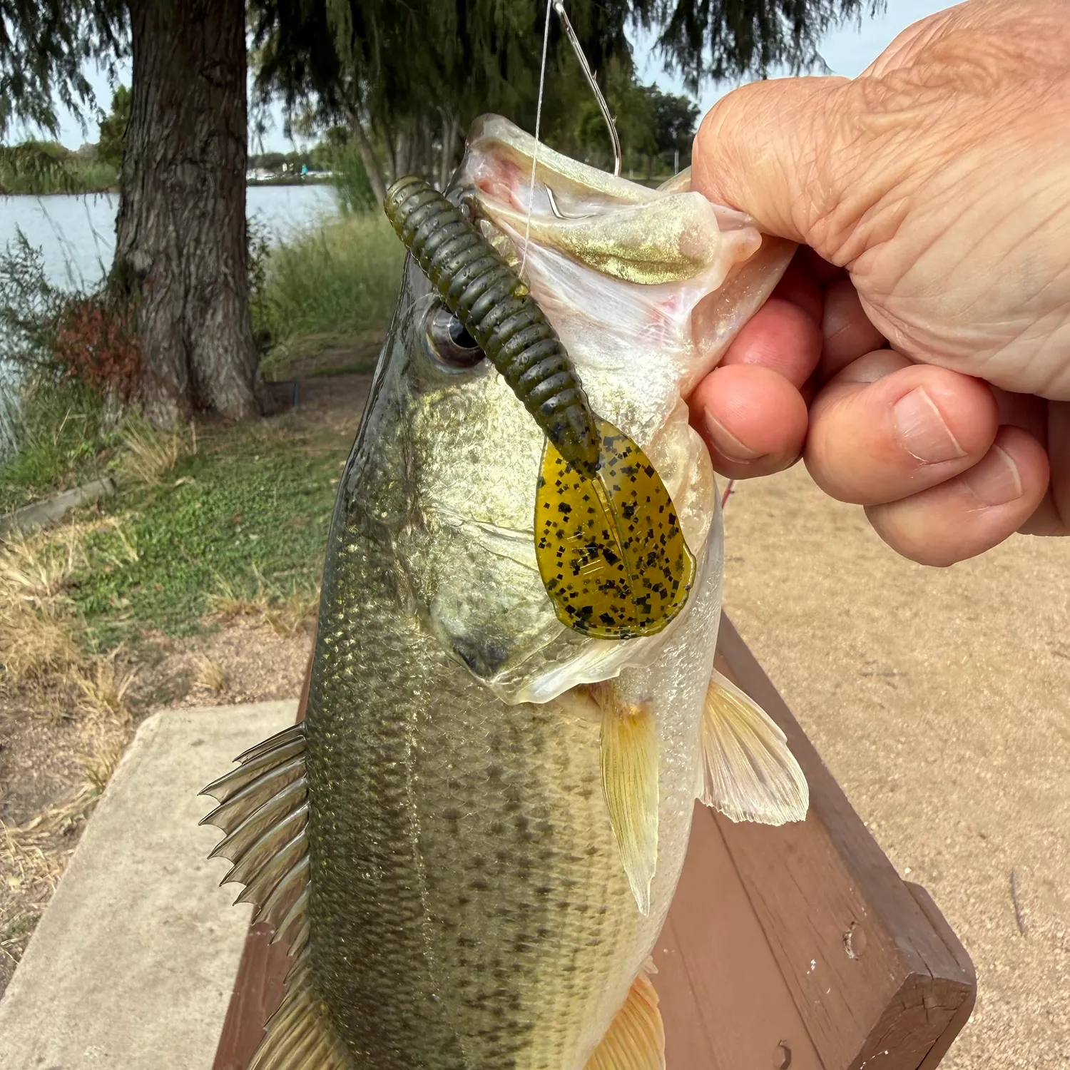 Largemouth bass caught on Fishbrain