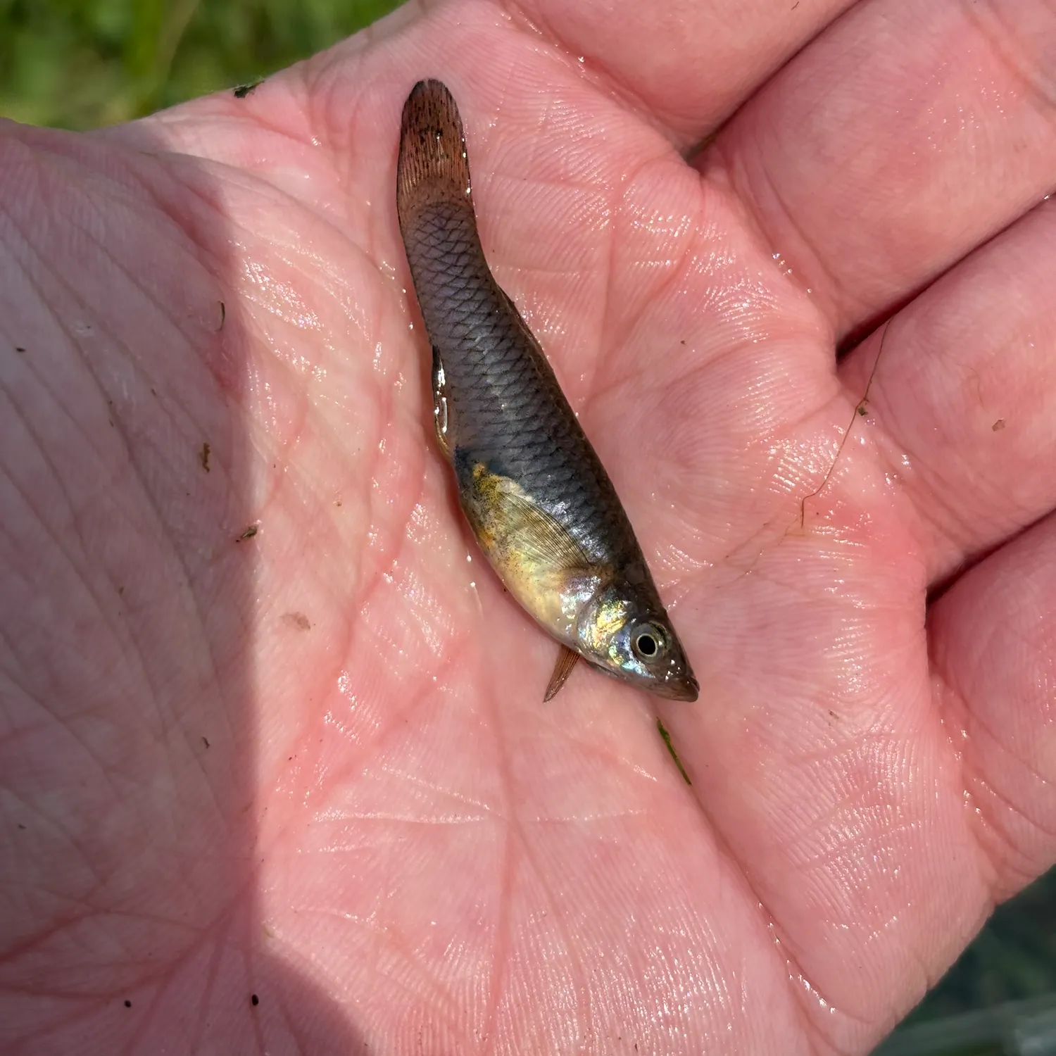 The most recent Western mosquitofish catches on Fishbrain