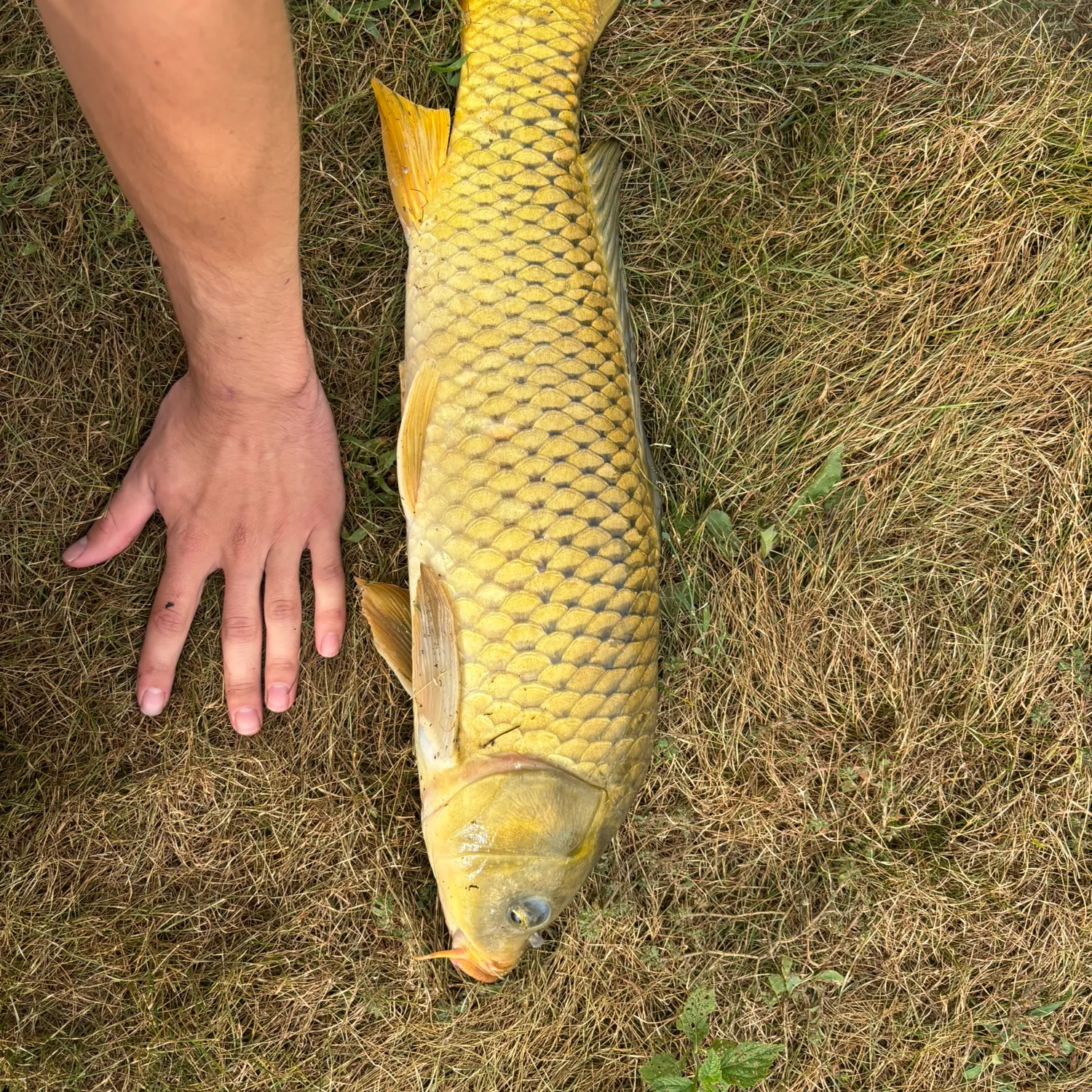 Common carp caught on Fishbrain