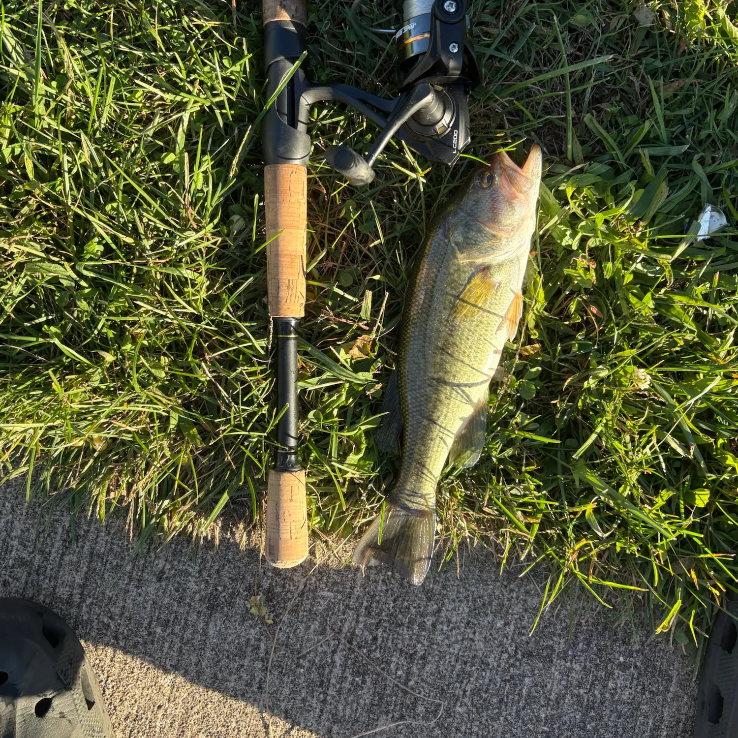 Largemouth bass caught on Fishbrain