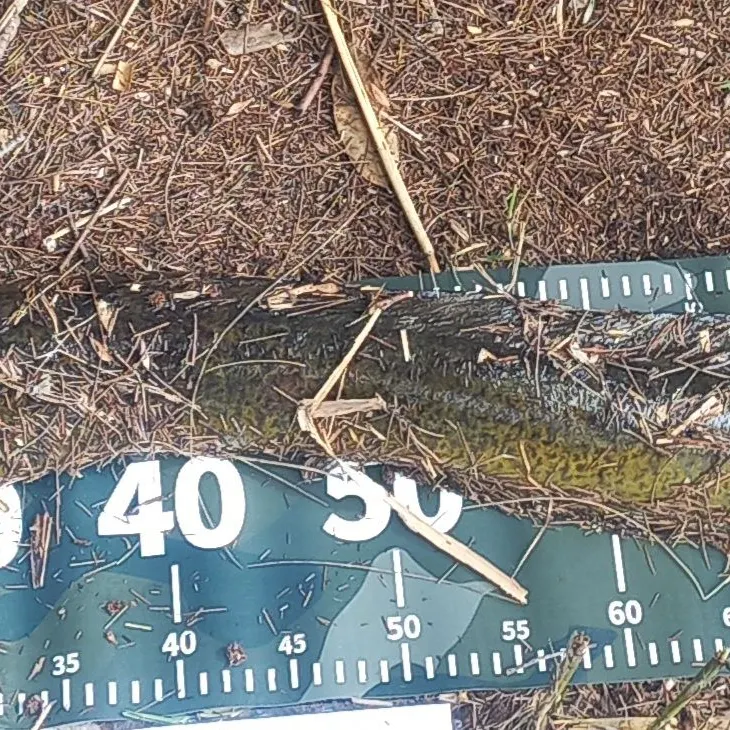 The most recent Speckled longfin eel catches on Fishbrain