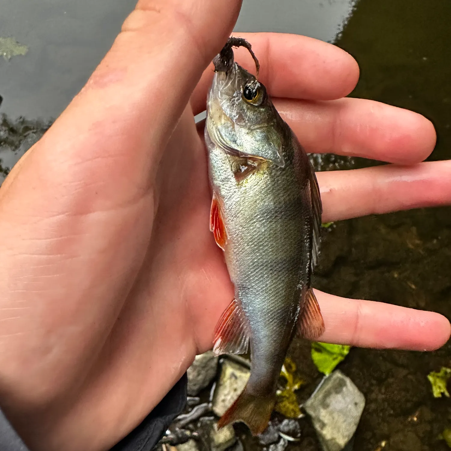 European perch caught on Fishbrain