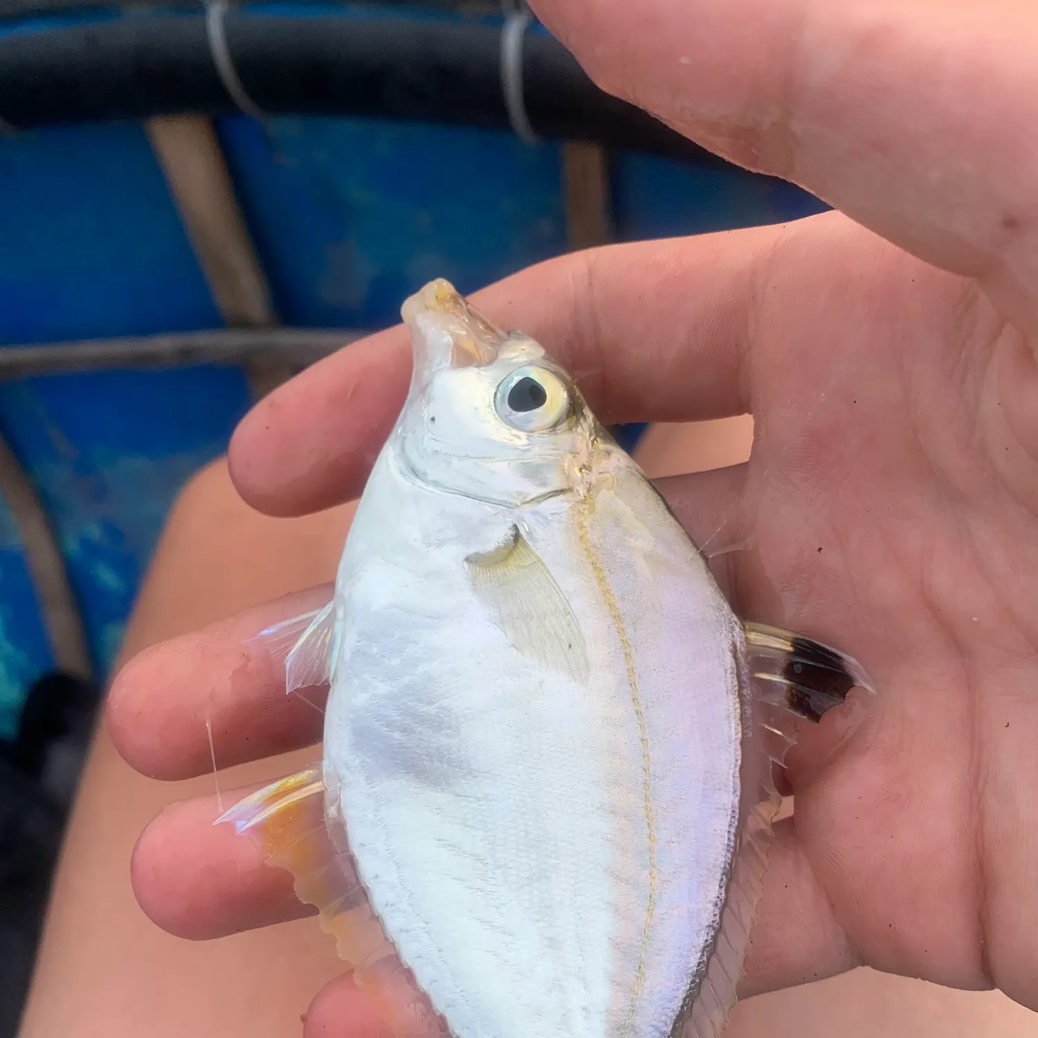 The most recent Goldstripe ponyfish catches on Fishbrain