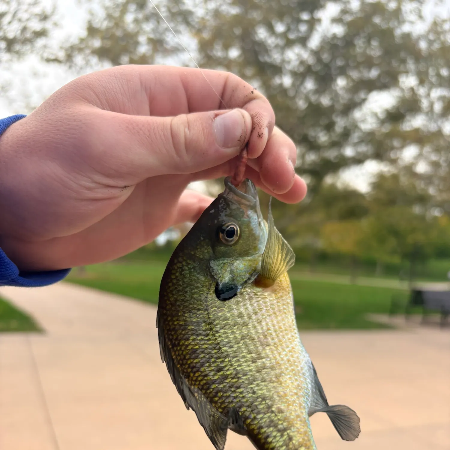 Bluegill caught on Fishbrain