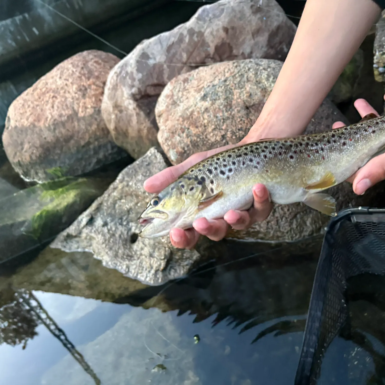 Brown trout caught on Fishbrain