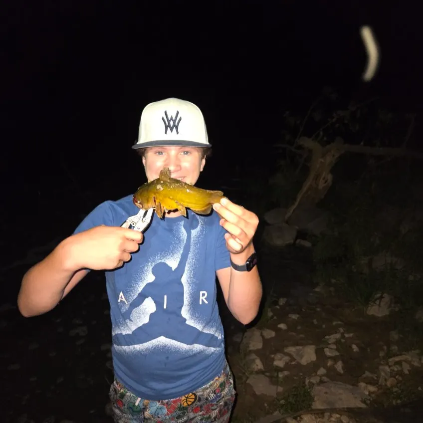 Yellow bullhead caught on Fishbrain