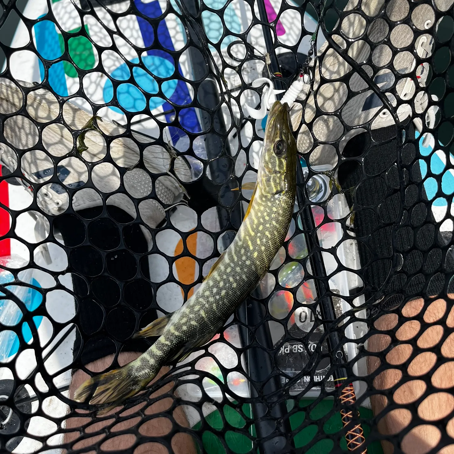 Northern pike caught on Fishbrain