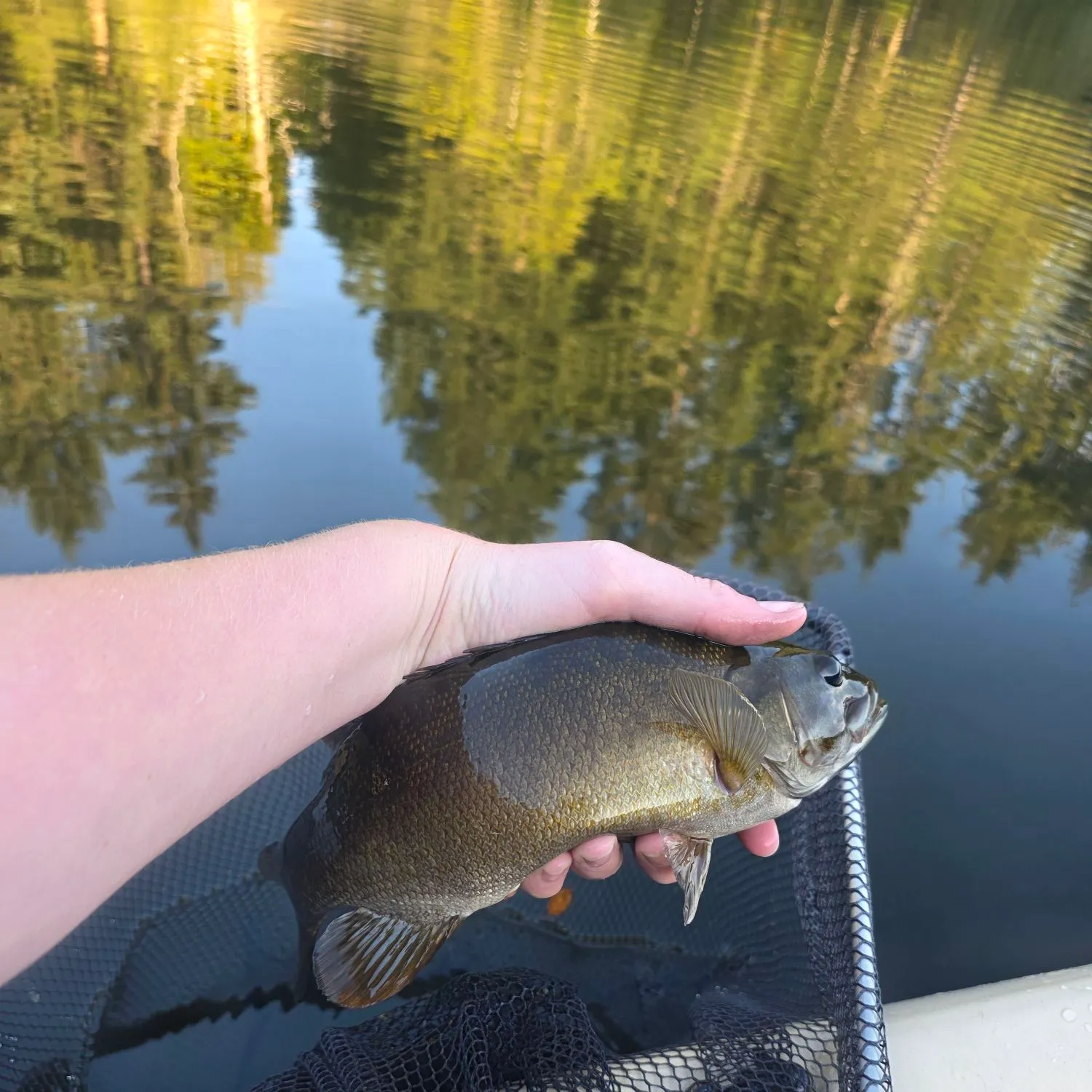 Smallmouth bass caught on Fishbrain