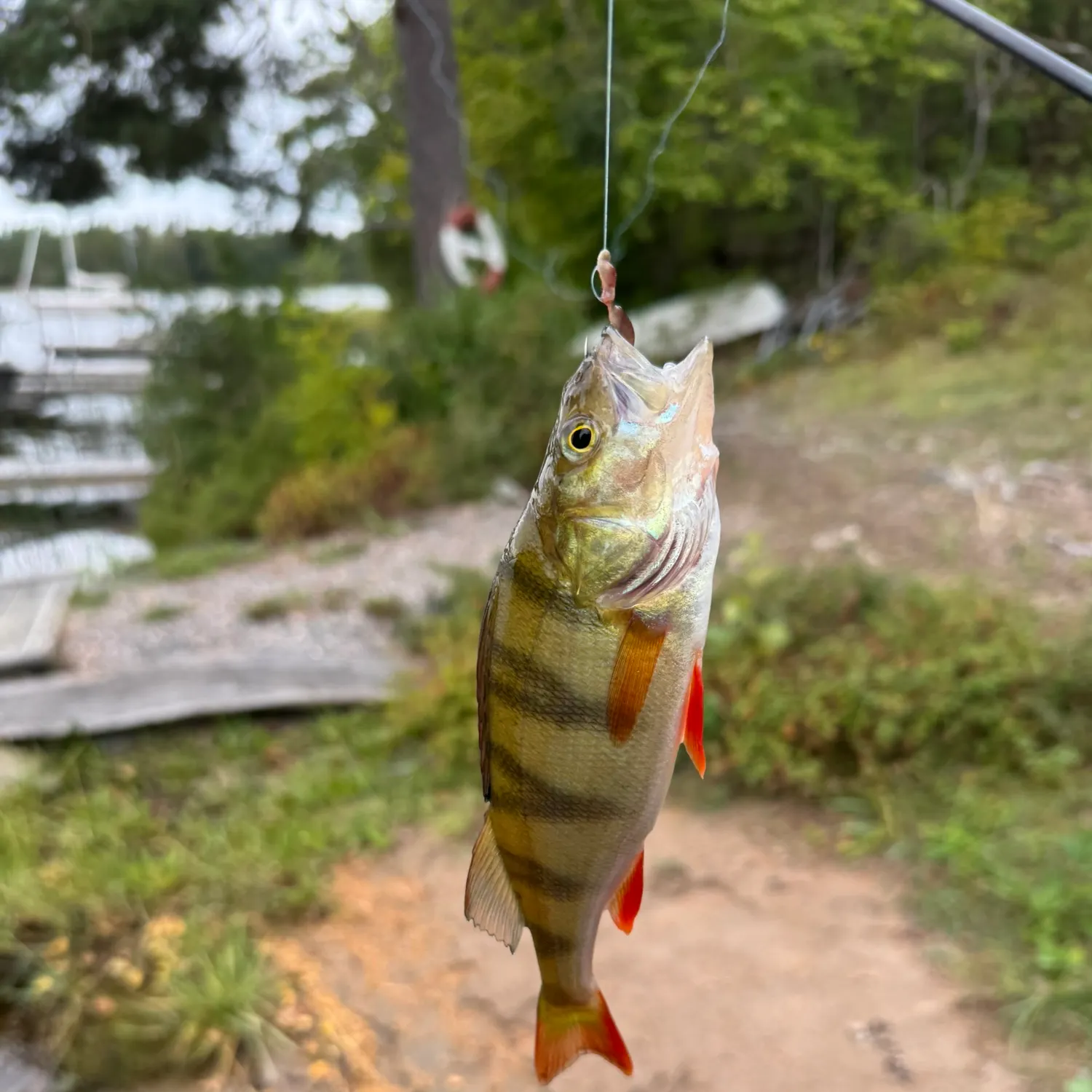 European perch caught on Fishbrain