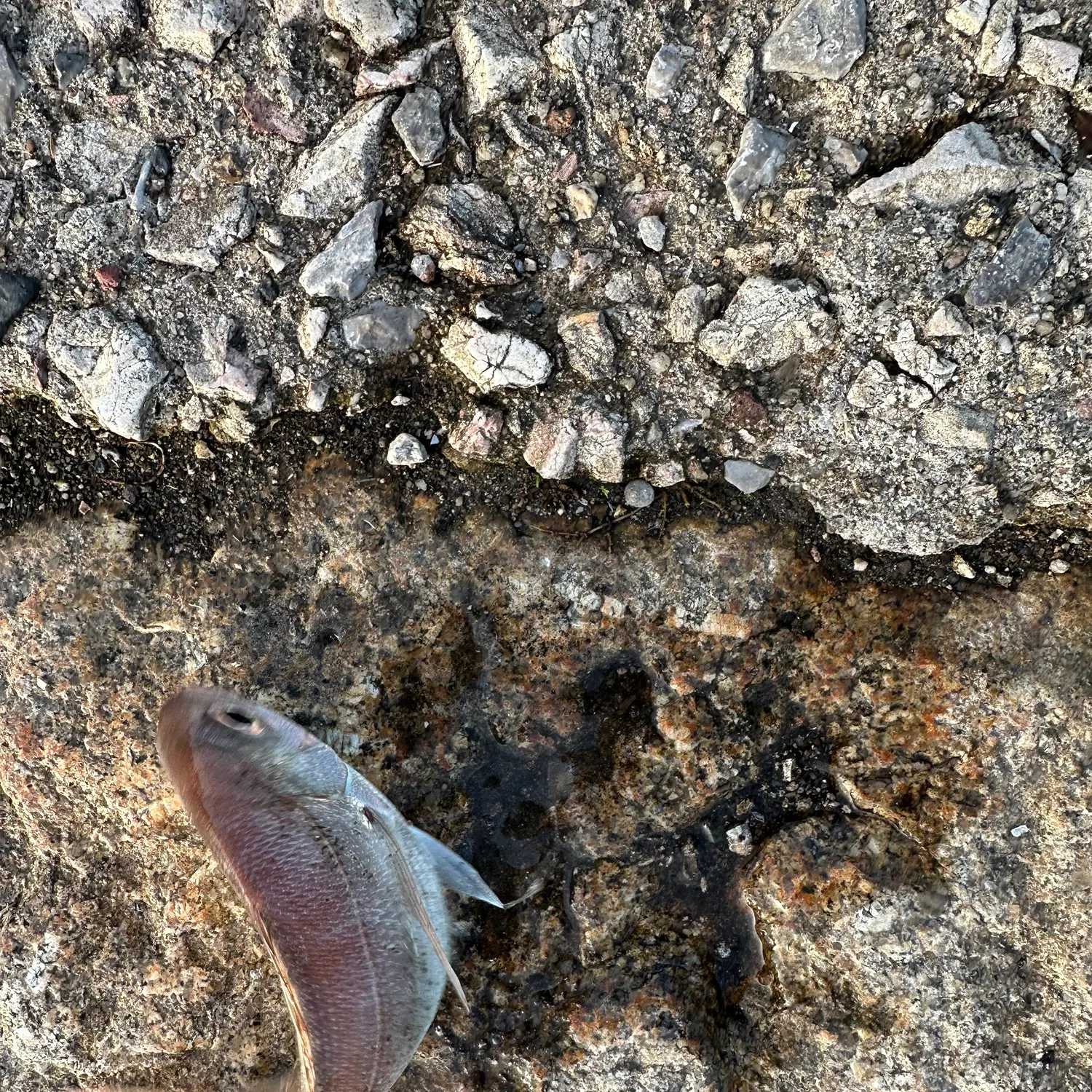 The most recent Red seabream catches on Fishbrain