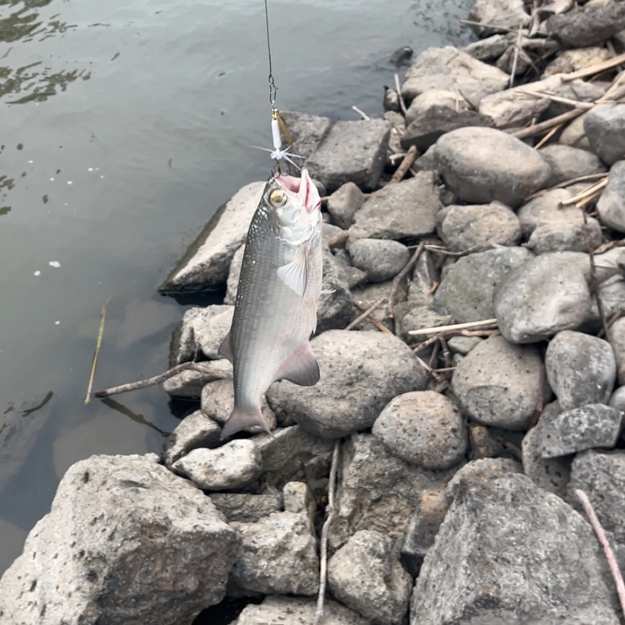 Goldeye caught on Fishbrain