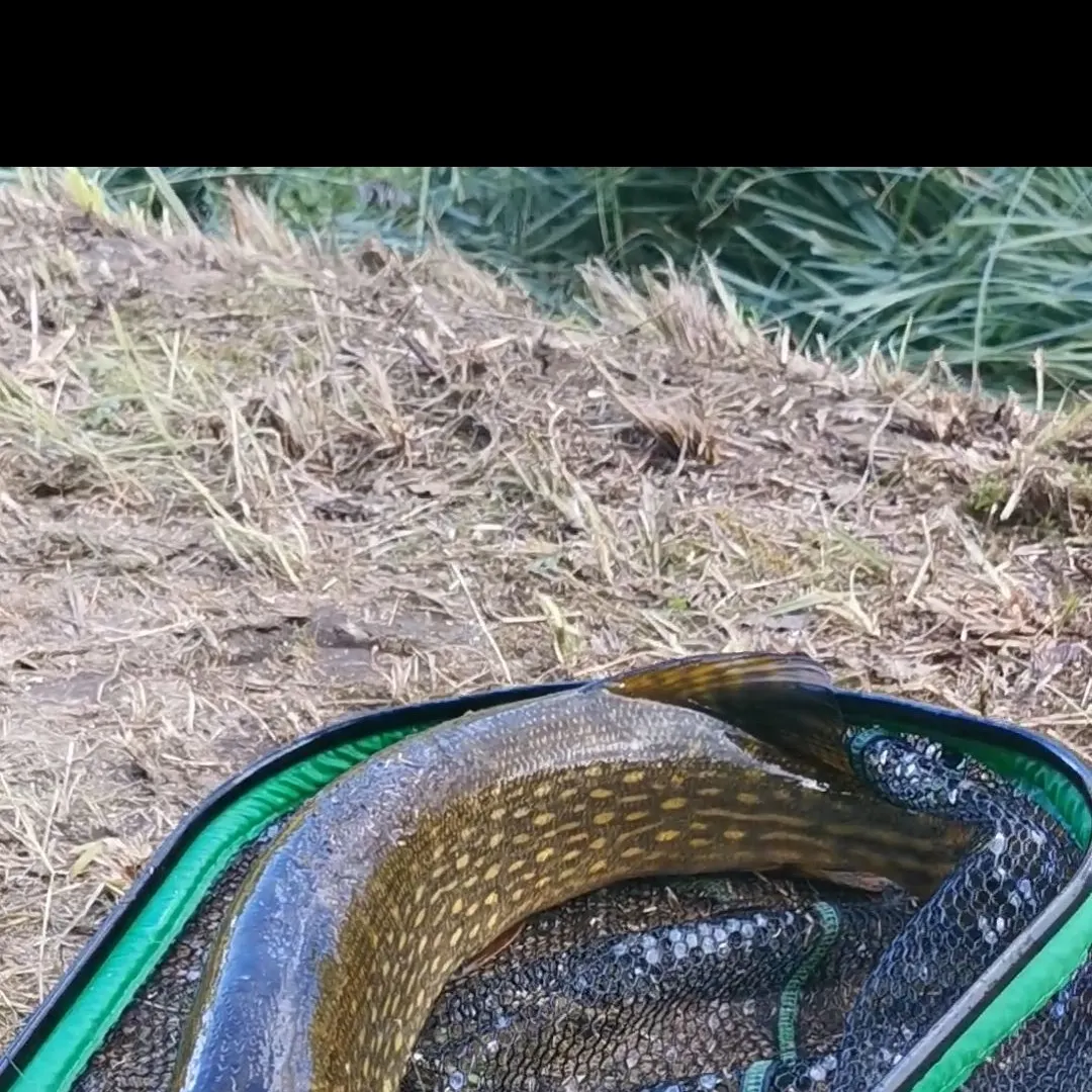 Northern pike caught on Fishbrain