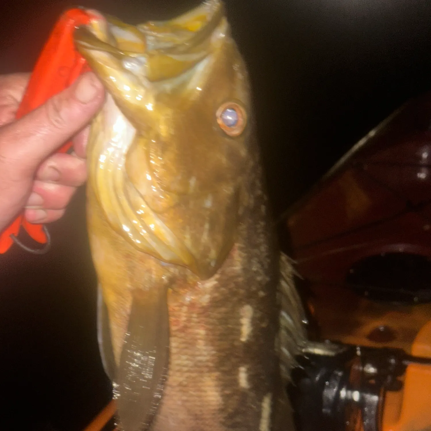 The most recent Kelp bass catches on Fishbrain