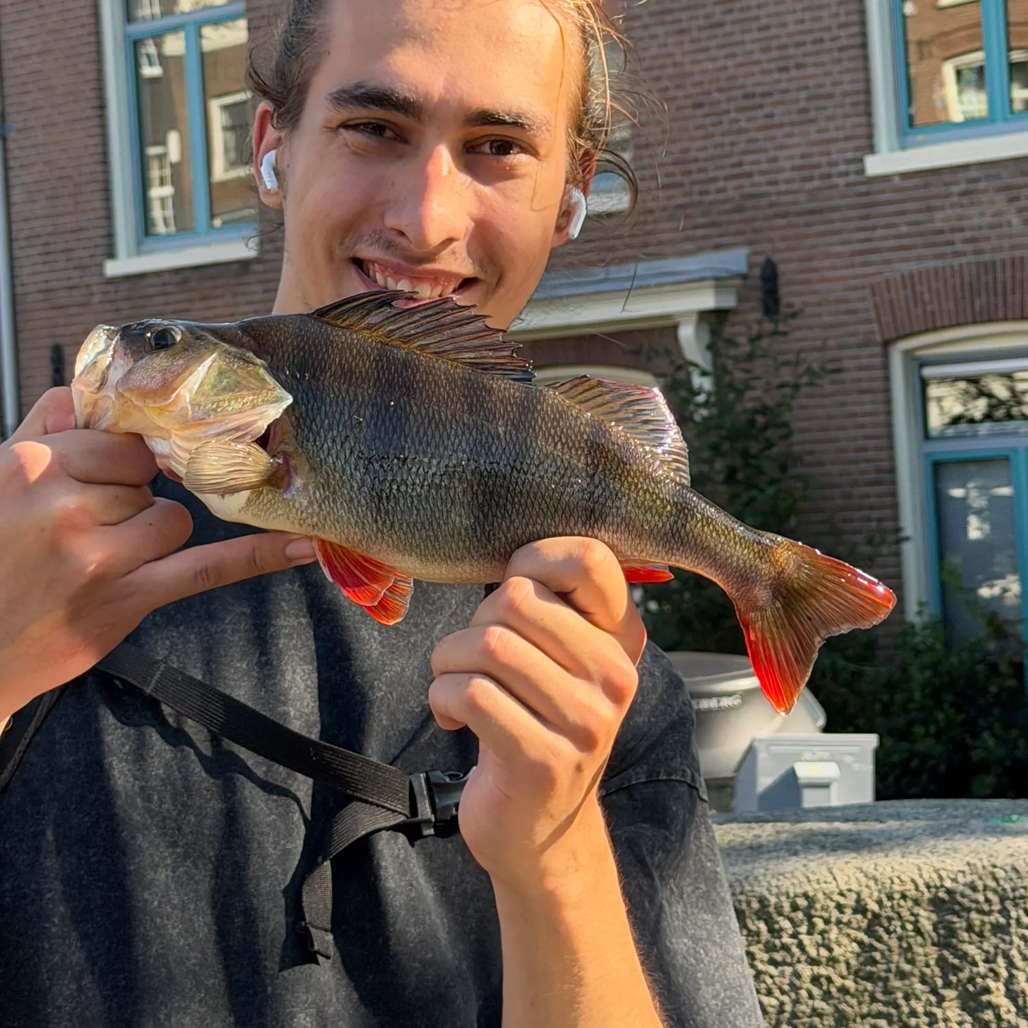 European perch caught on Fishbrain
