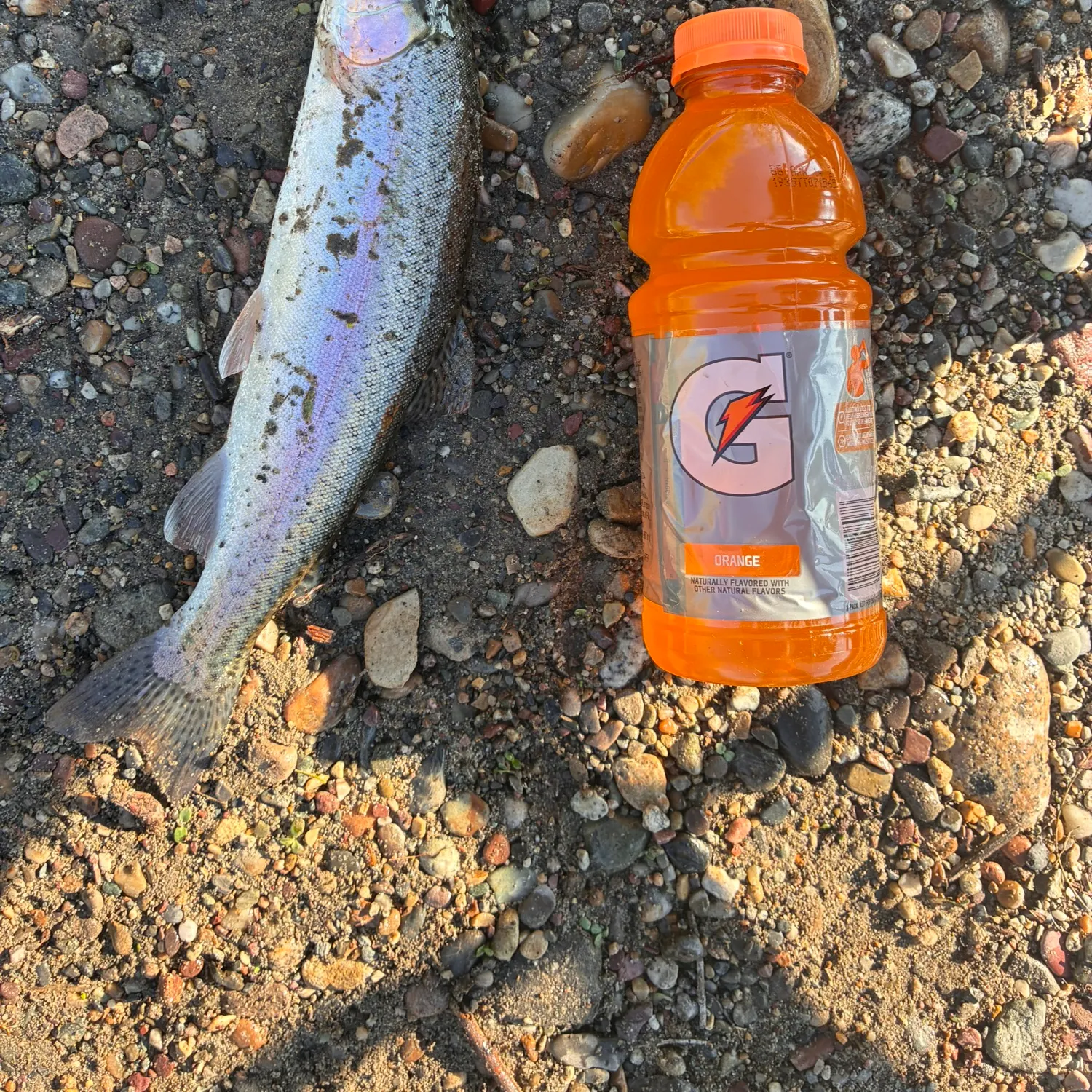 Rainbow trout caught on Fishbrain