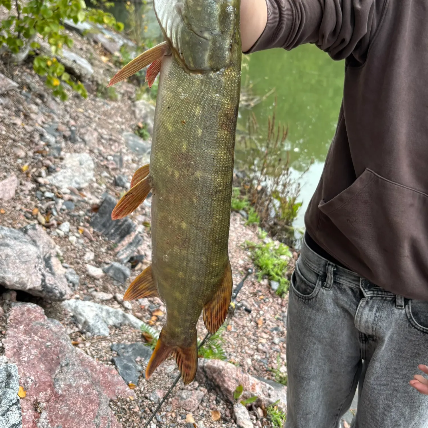 Northern pike caught on Fishbrain