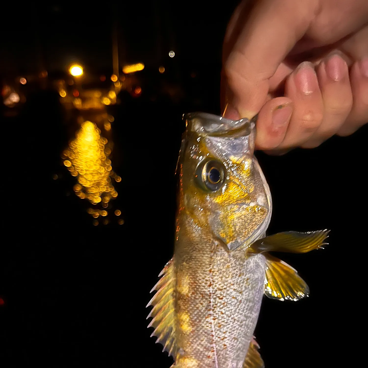 The most recent Yellowtail rockfish catches on Fishbrain