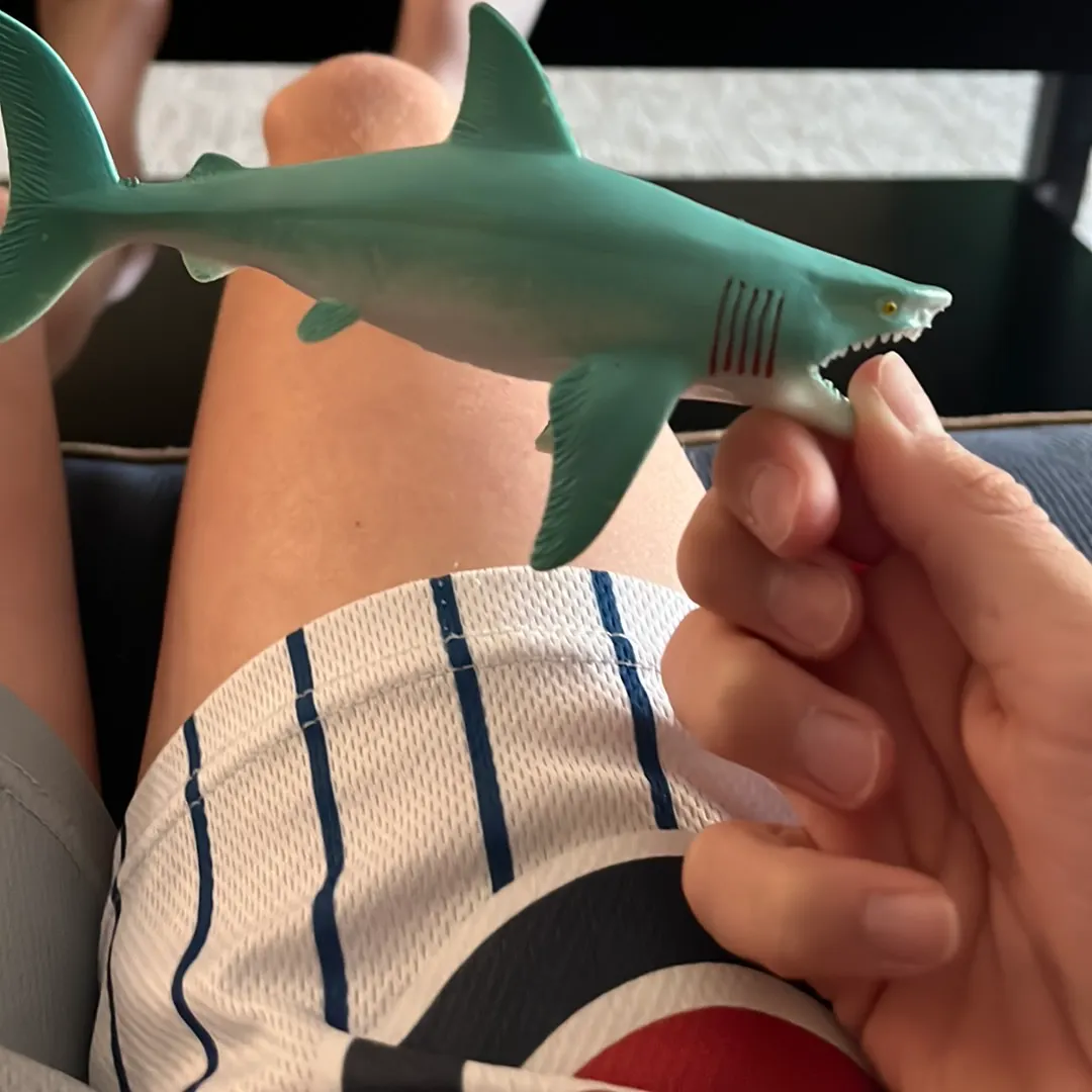 Bull shark caught on Fishbrain