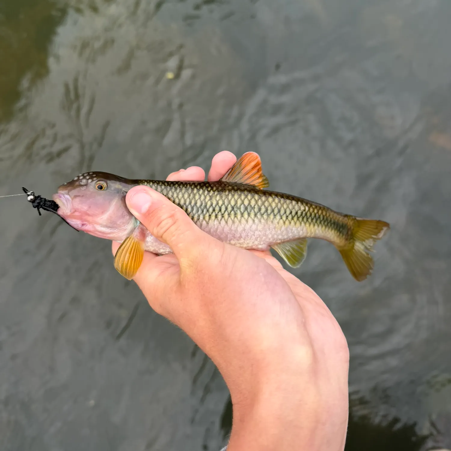 The most recent Bull chub catches on Fishbrain