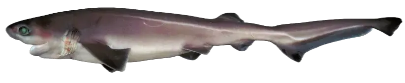 Bluntnose sixgill shark