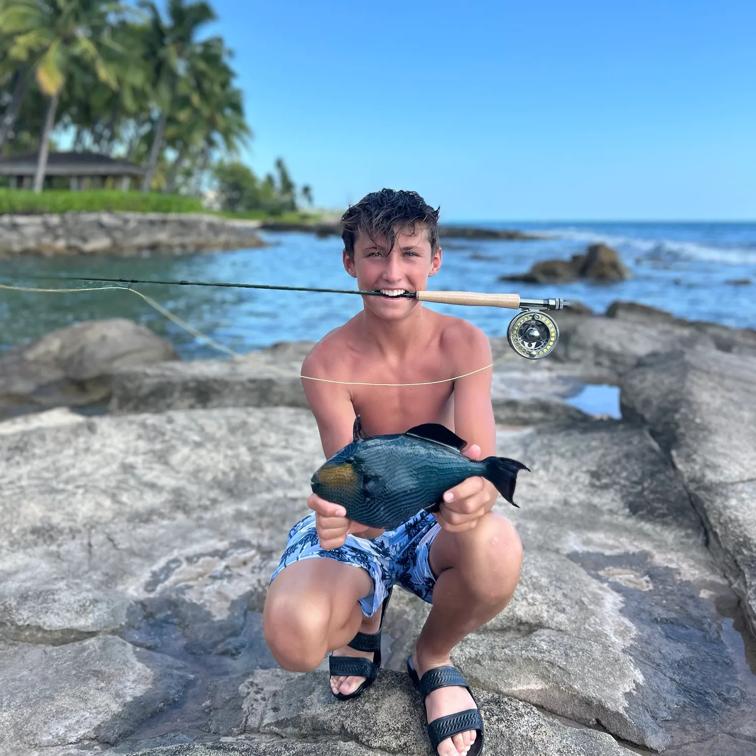 The most recent Black triggerfish catches on Fishbrain