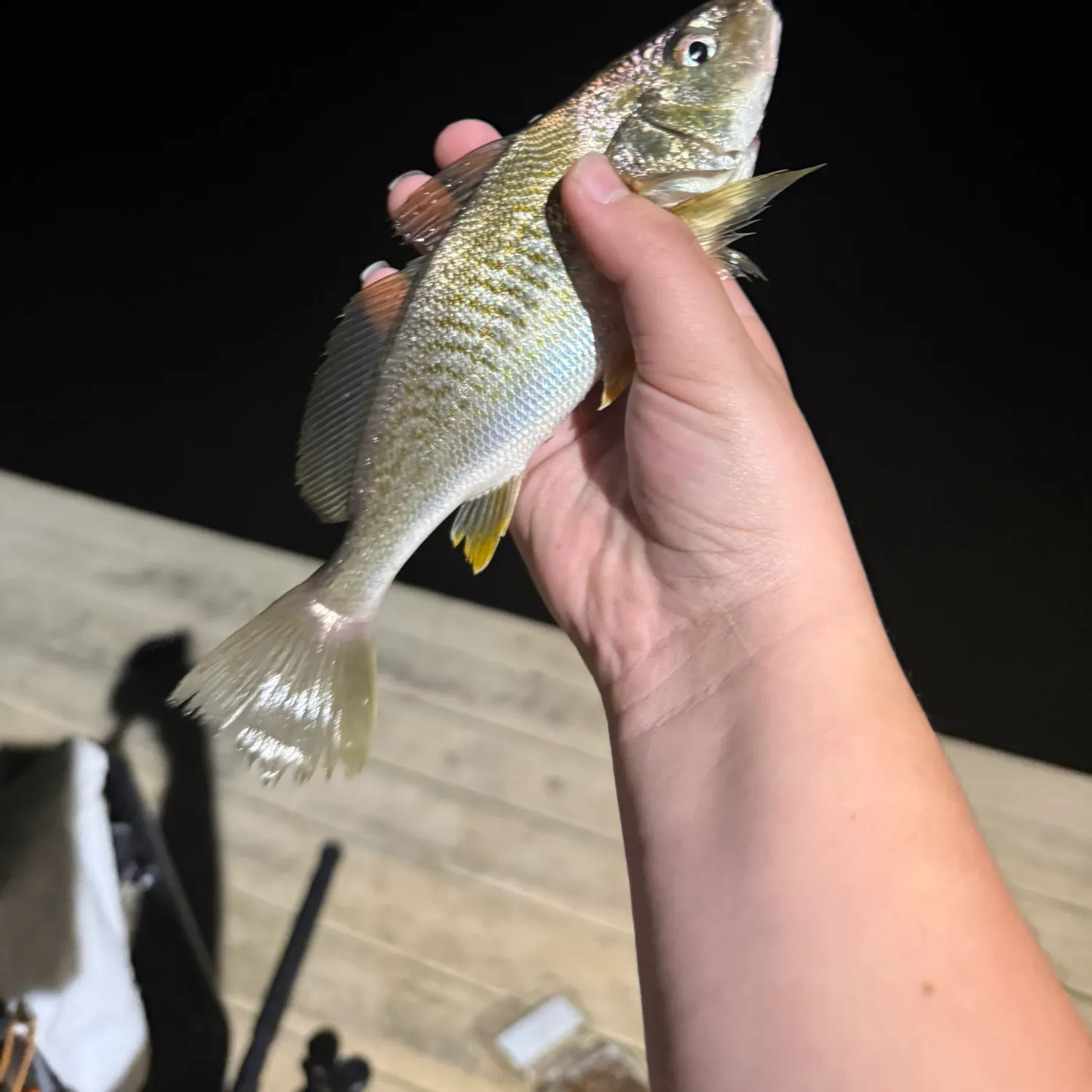 Atlantic croaker caught on Fishbrain