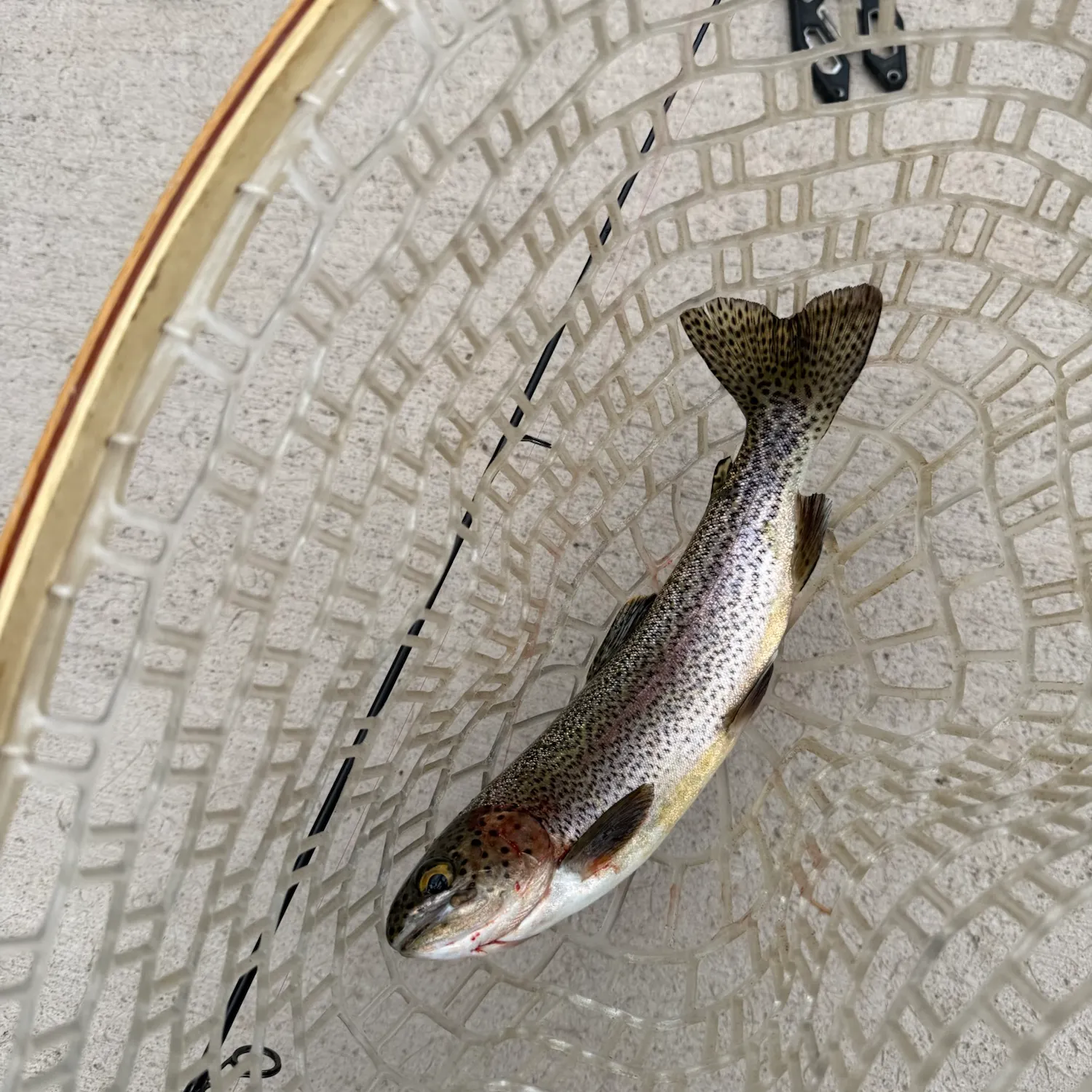 Rainbow trout caught on Fishbrain
