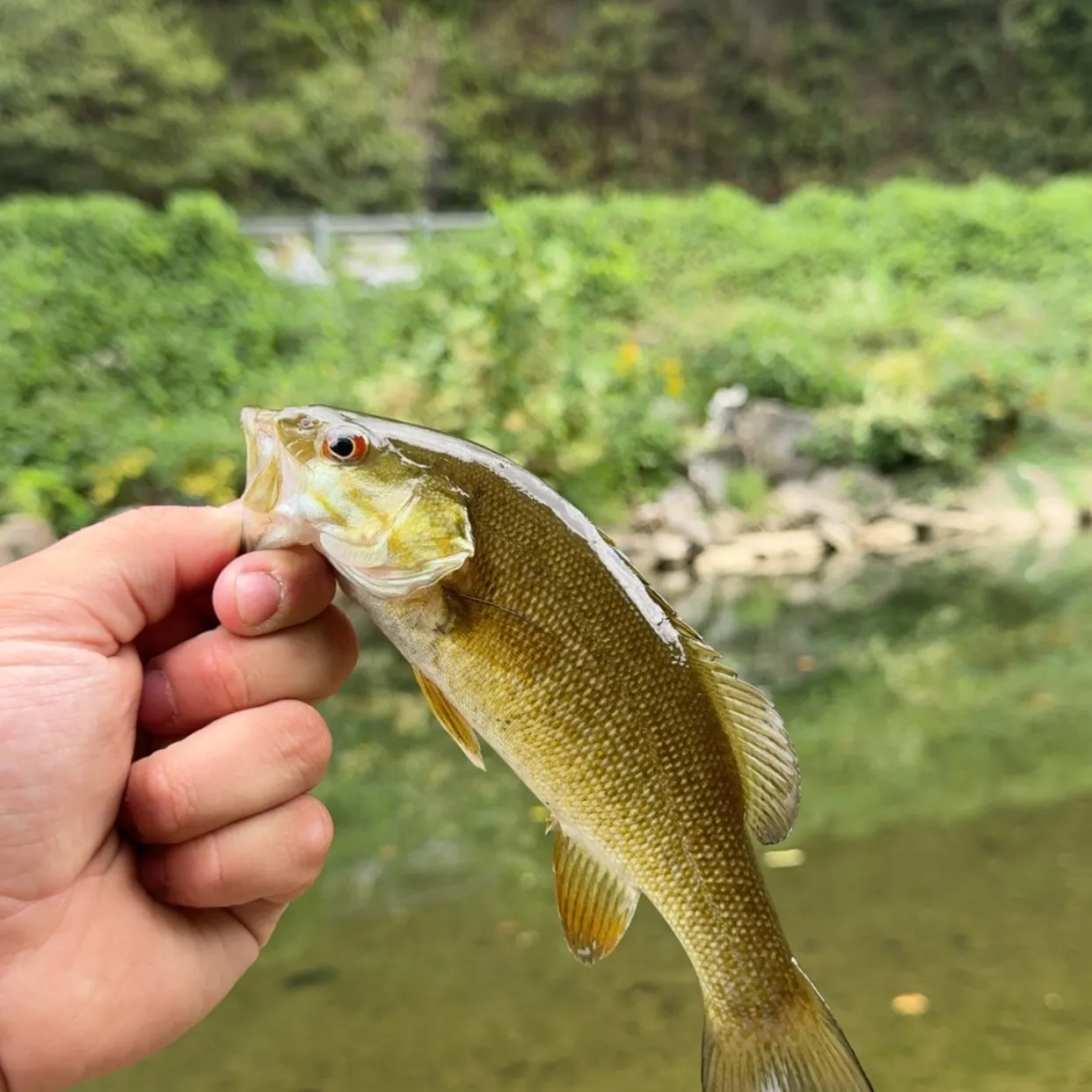 Smallmouth bass caught on Fishbrain