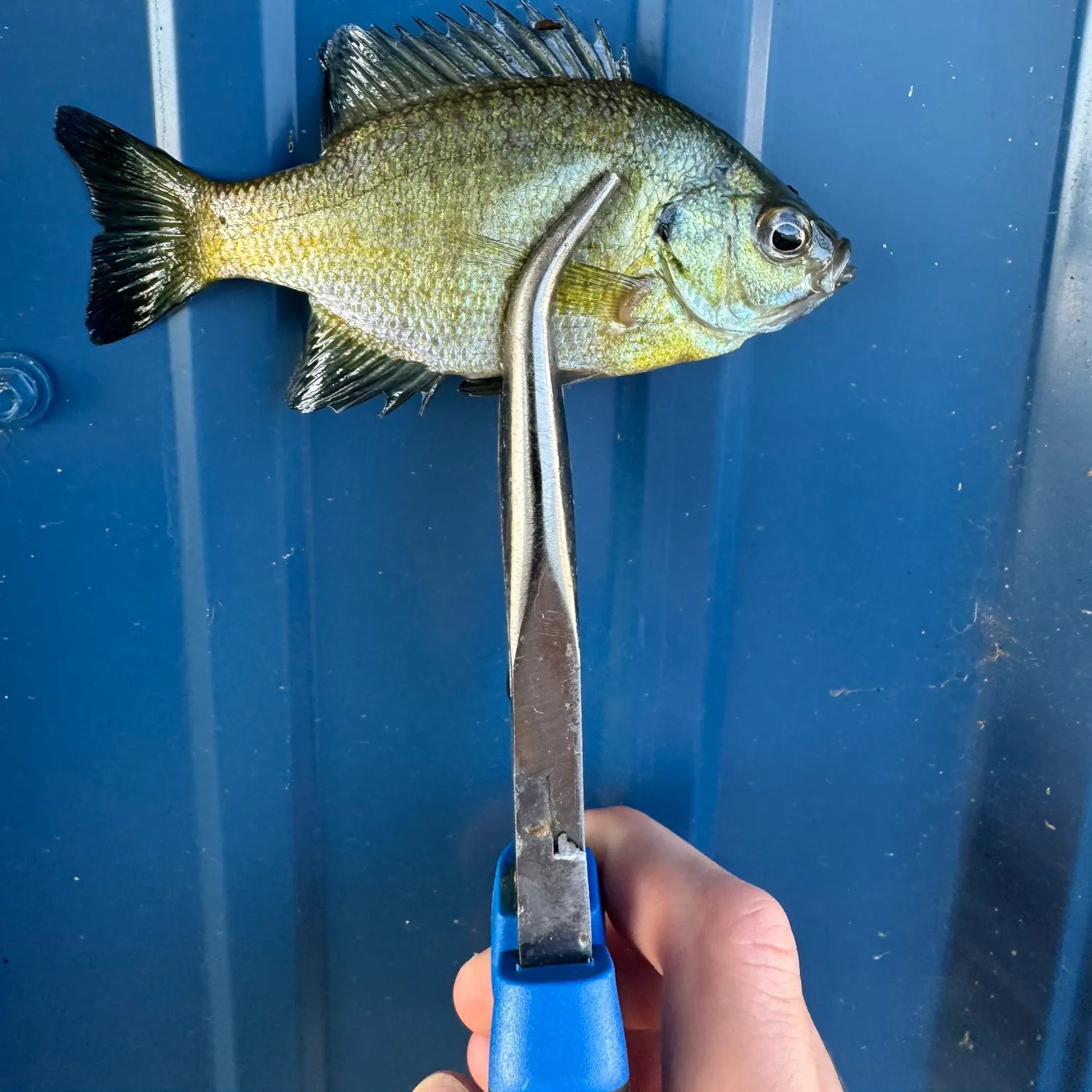 Bluegill caught on Fishbrain