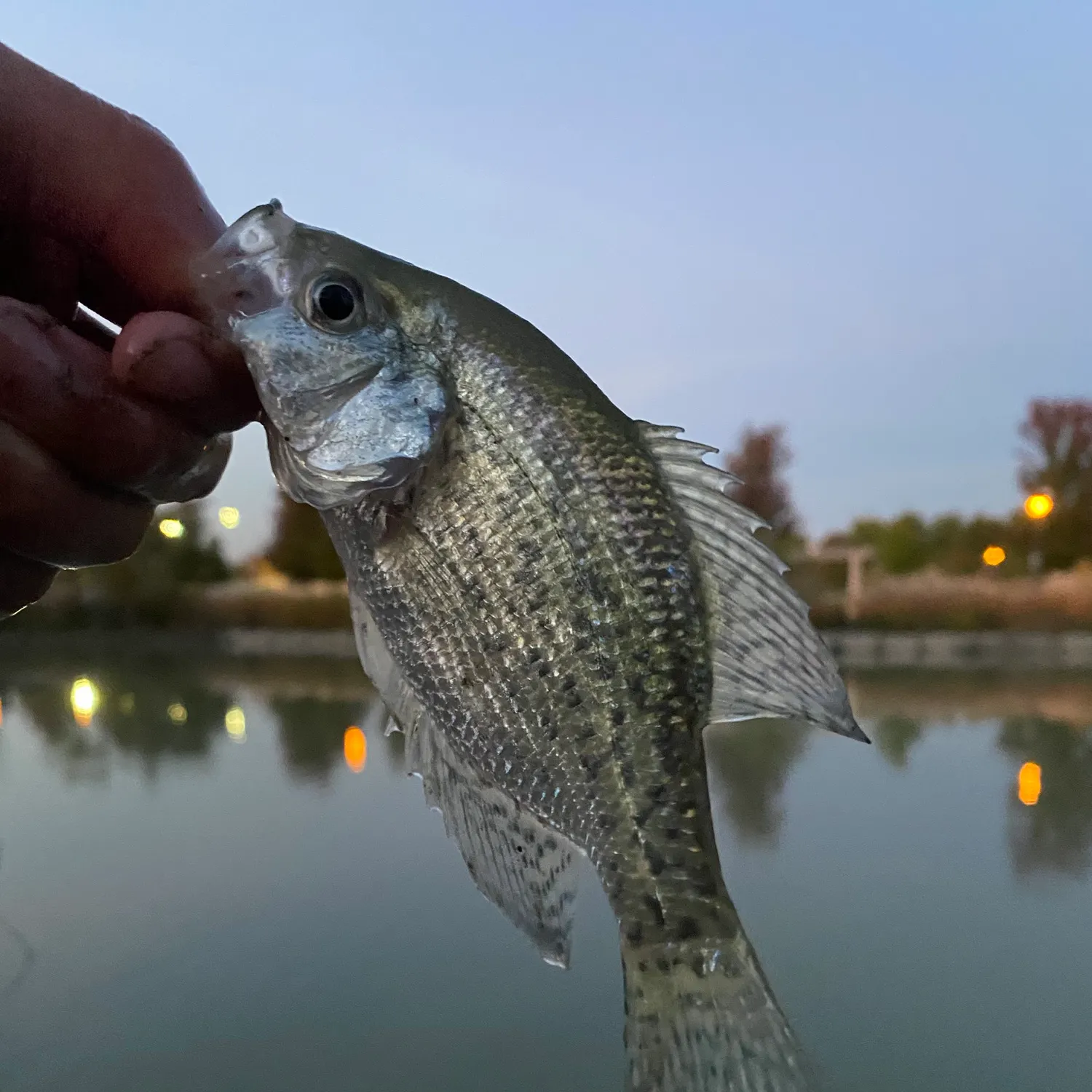 Black crappie caught on Fishbrain