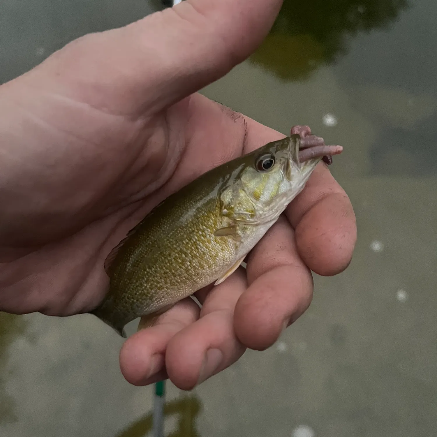 Smallmouth bass caught on Fishbrain