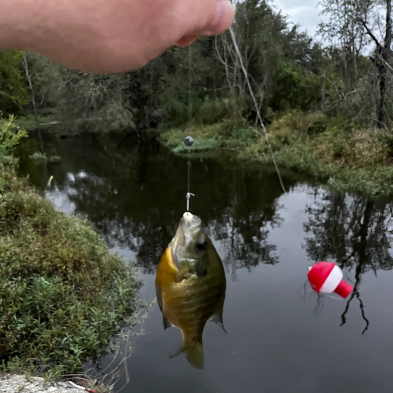 Bluegill caught on Fishbrain