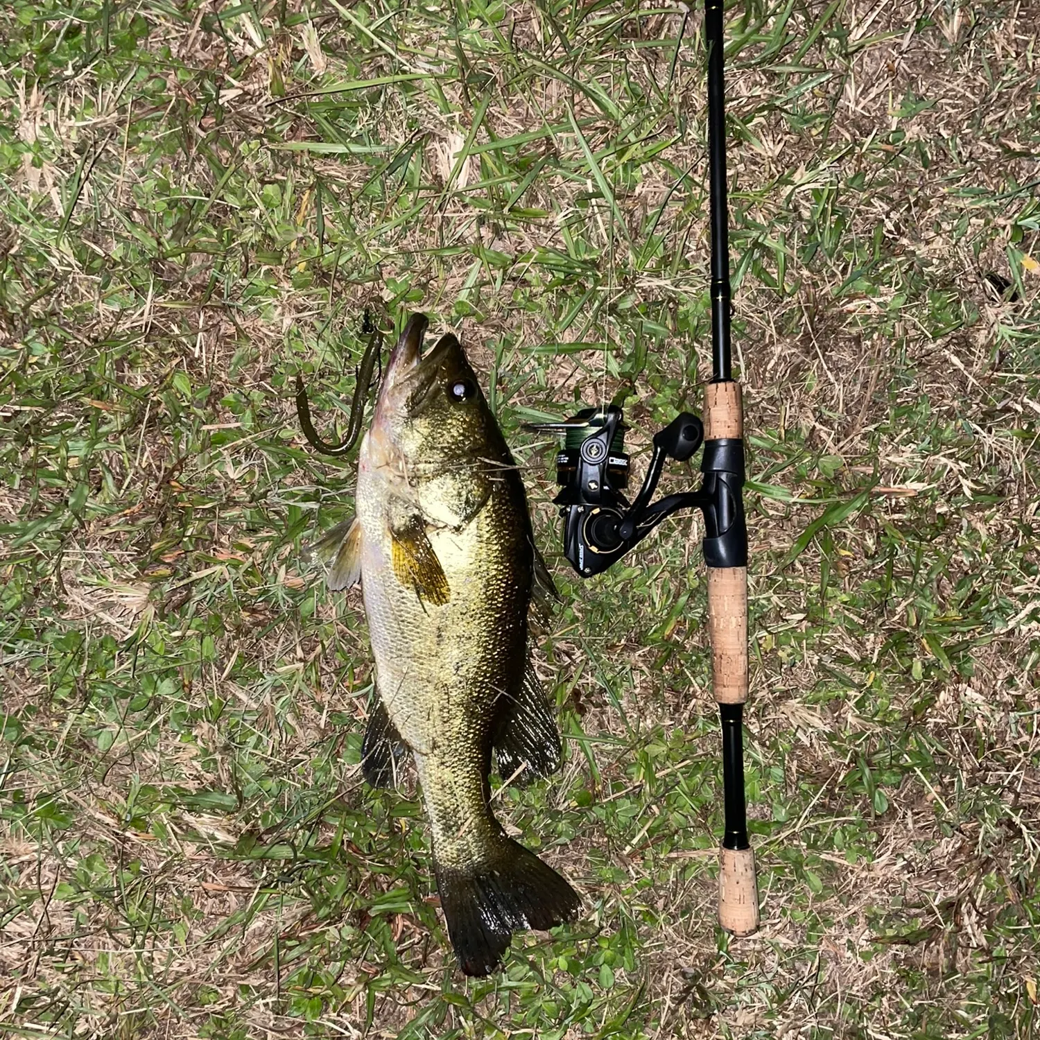 Largemouth bass caught on Fishbrain