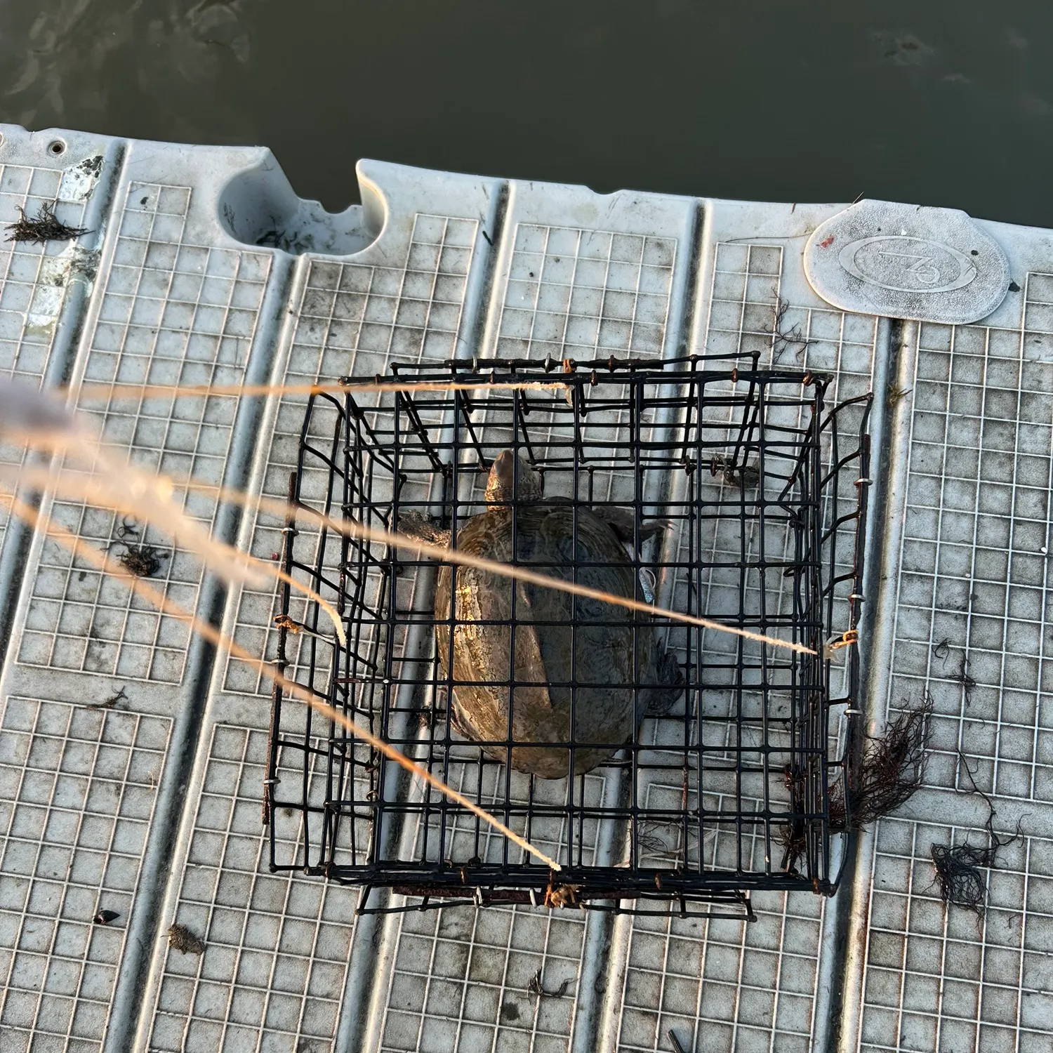 Fish caught on Fishbrain