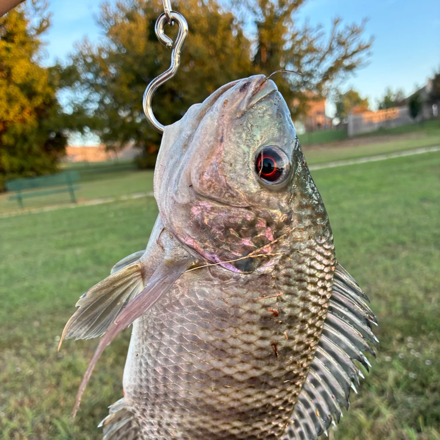 The most recent Blue tilapia catches on Fishbrain