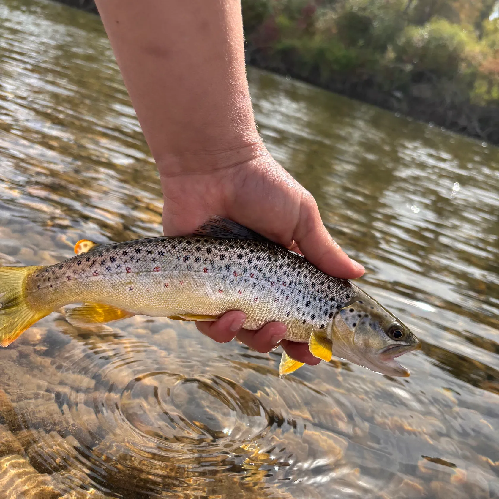Brown trout caught on Fishbrain