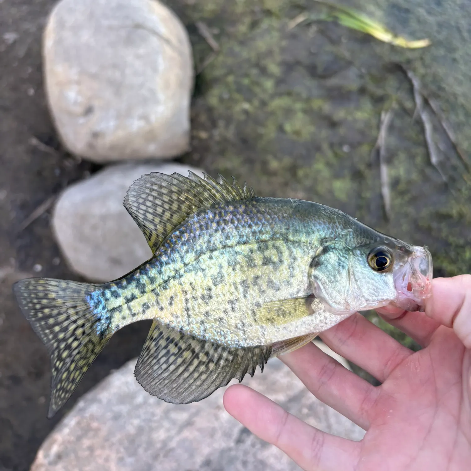 Black crappie caught on Fishbrain