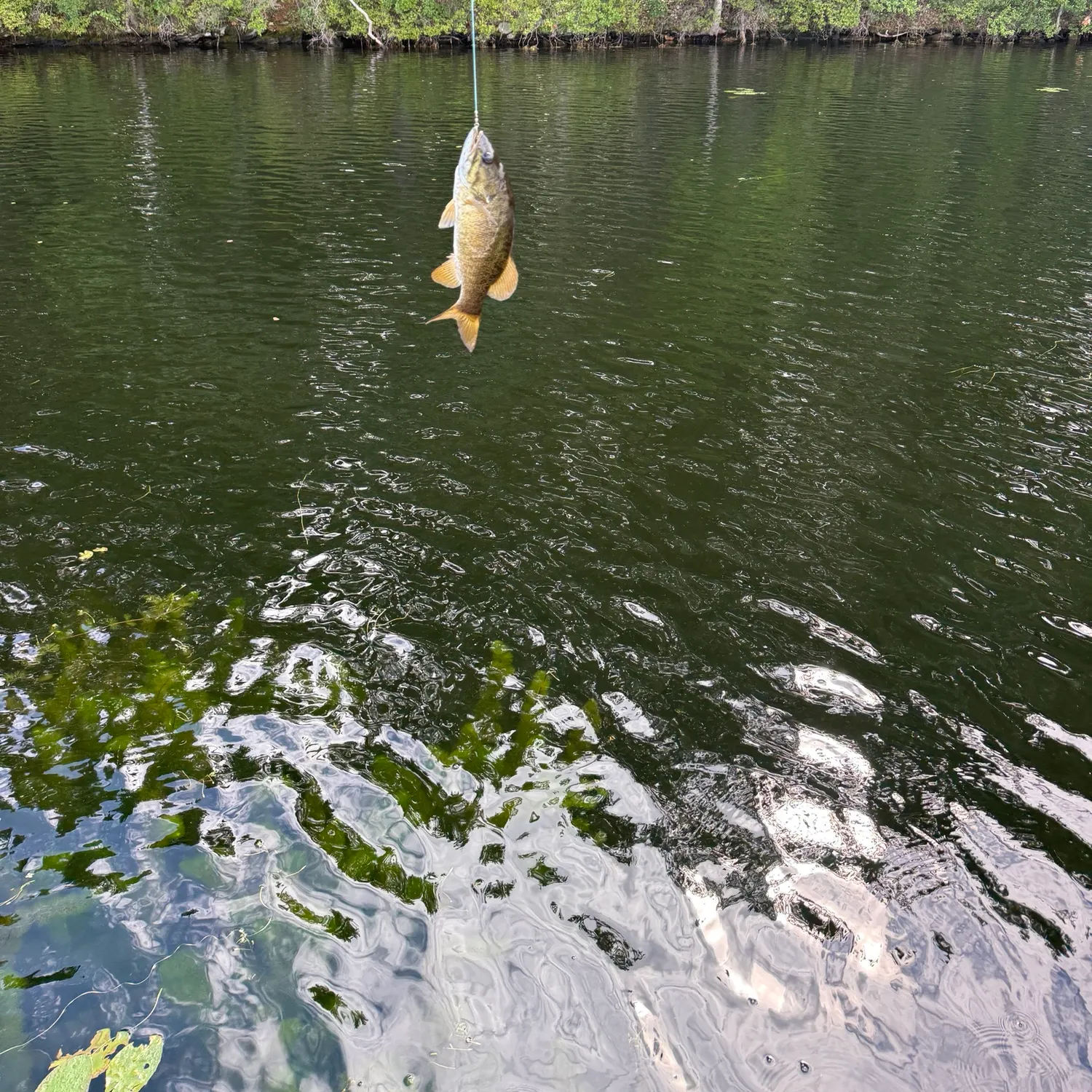 Smallmouth bass caught on Fishbrain