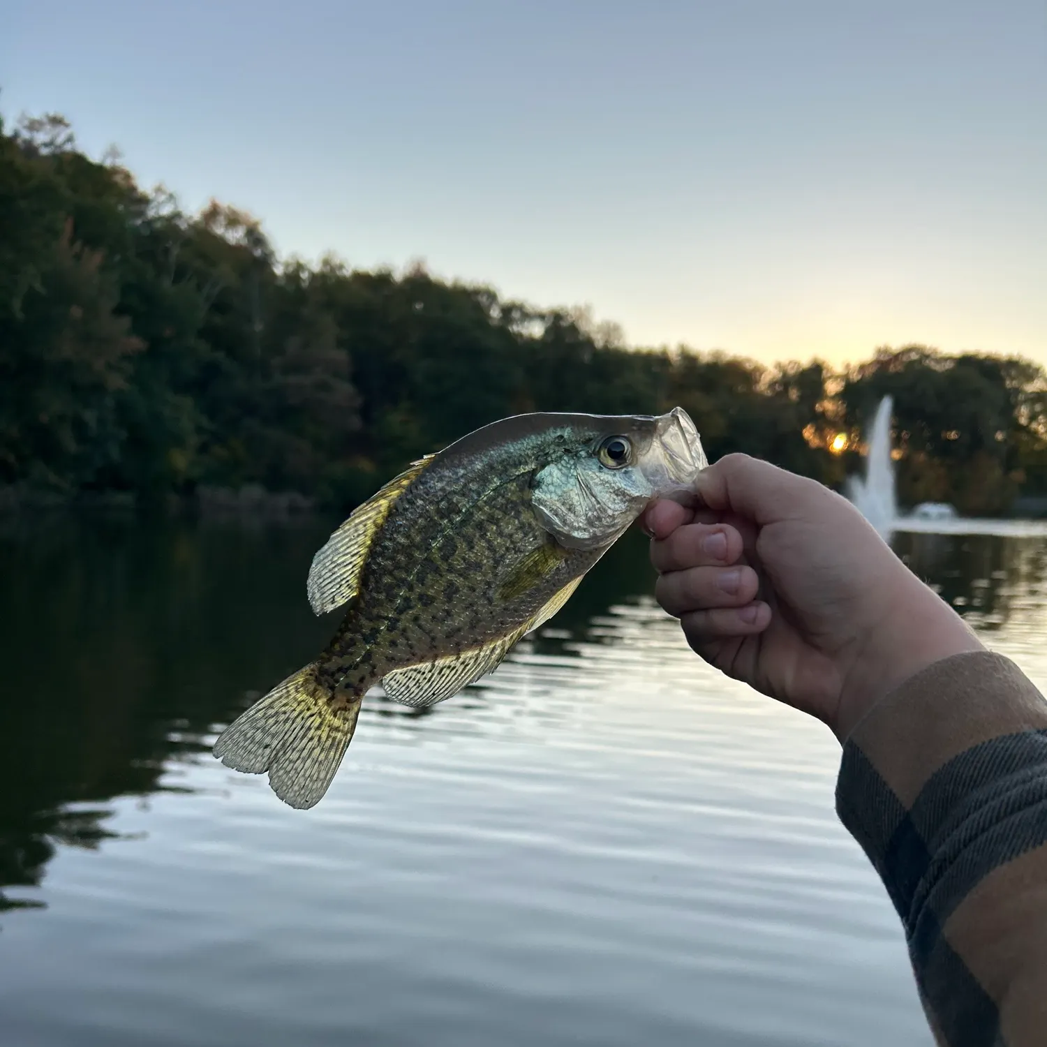 Black crappie caught on Fishbrain