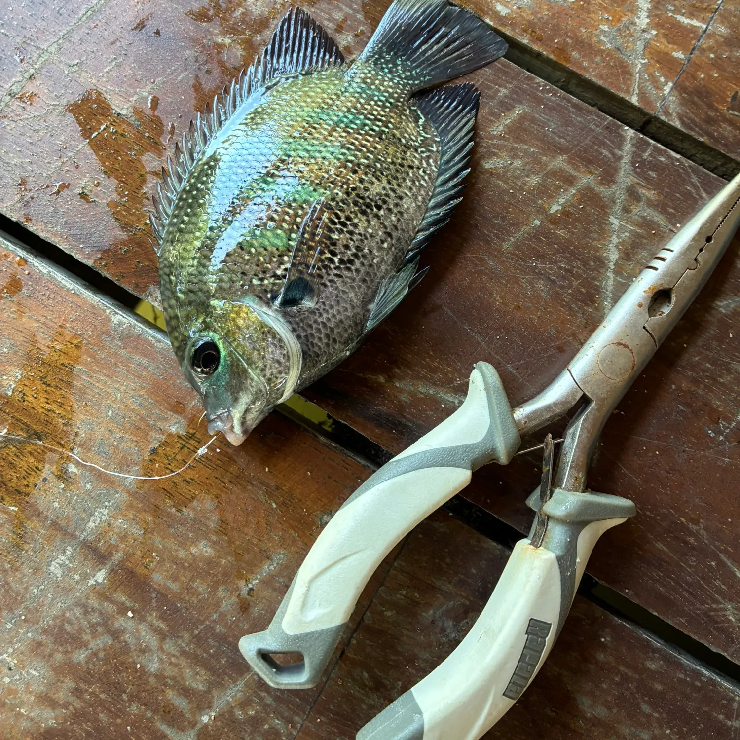 The most recent Banded tilapia catches on Fishbrain