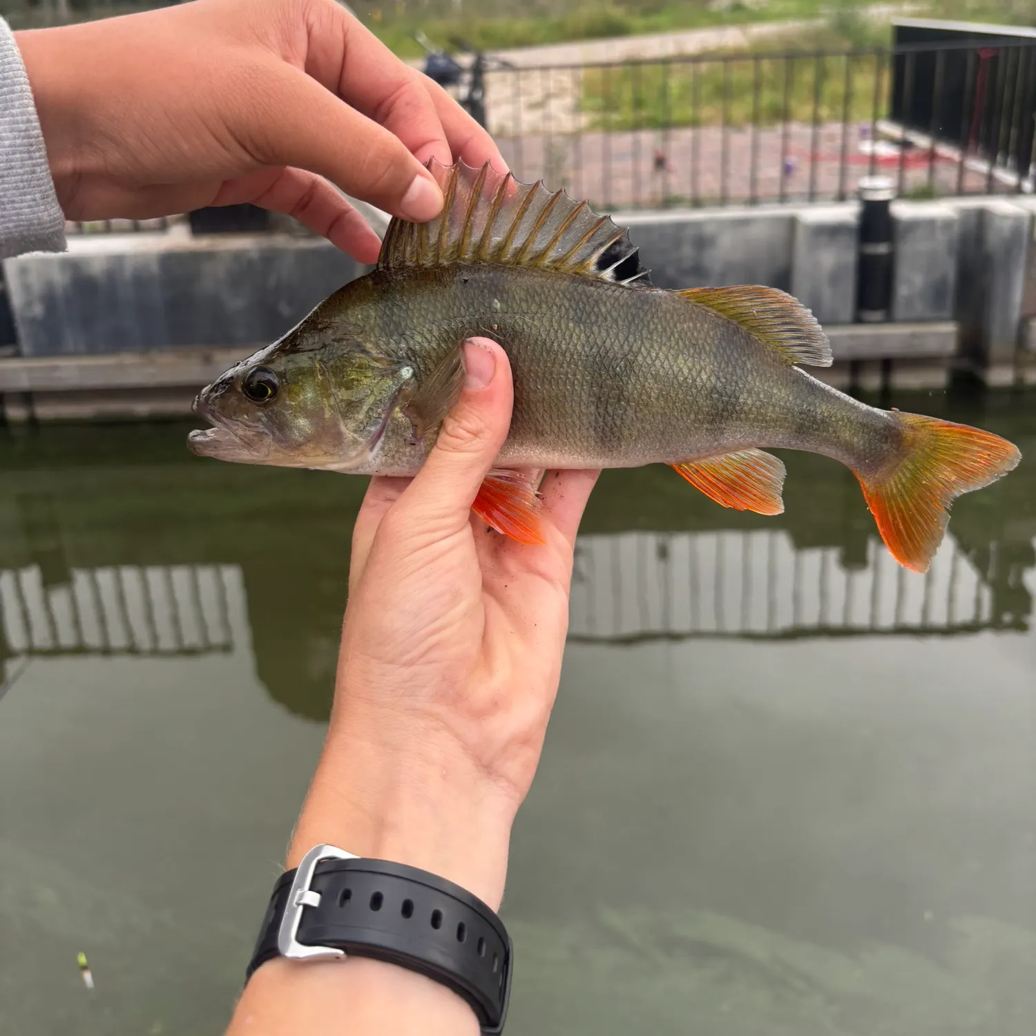 European perch caught on Fishbrain