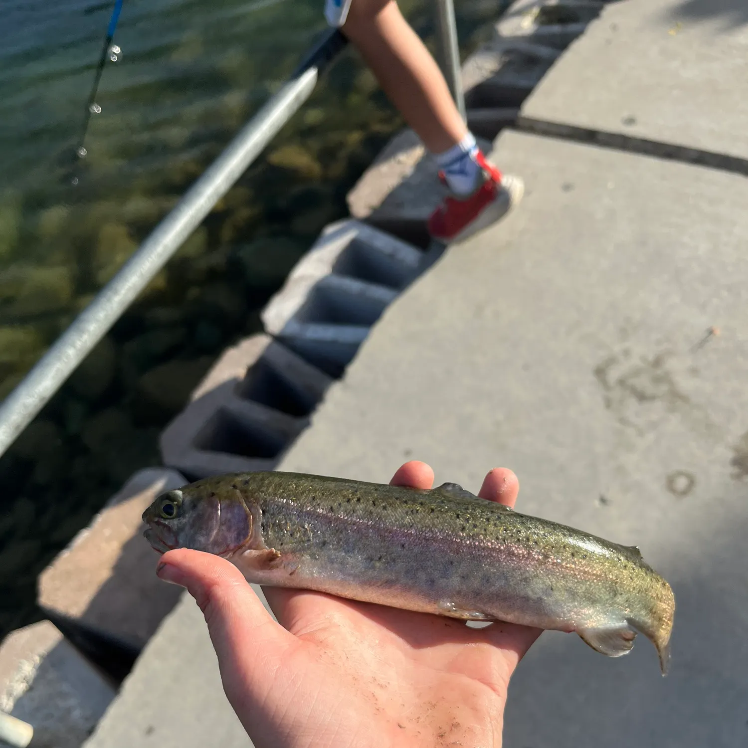 Rainbow trout caught on Fishbrain