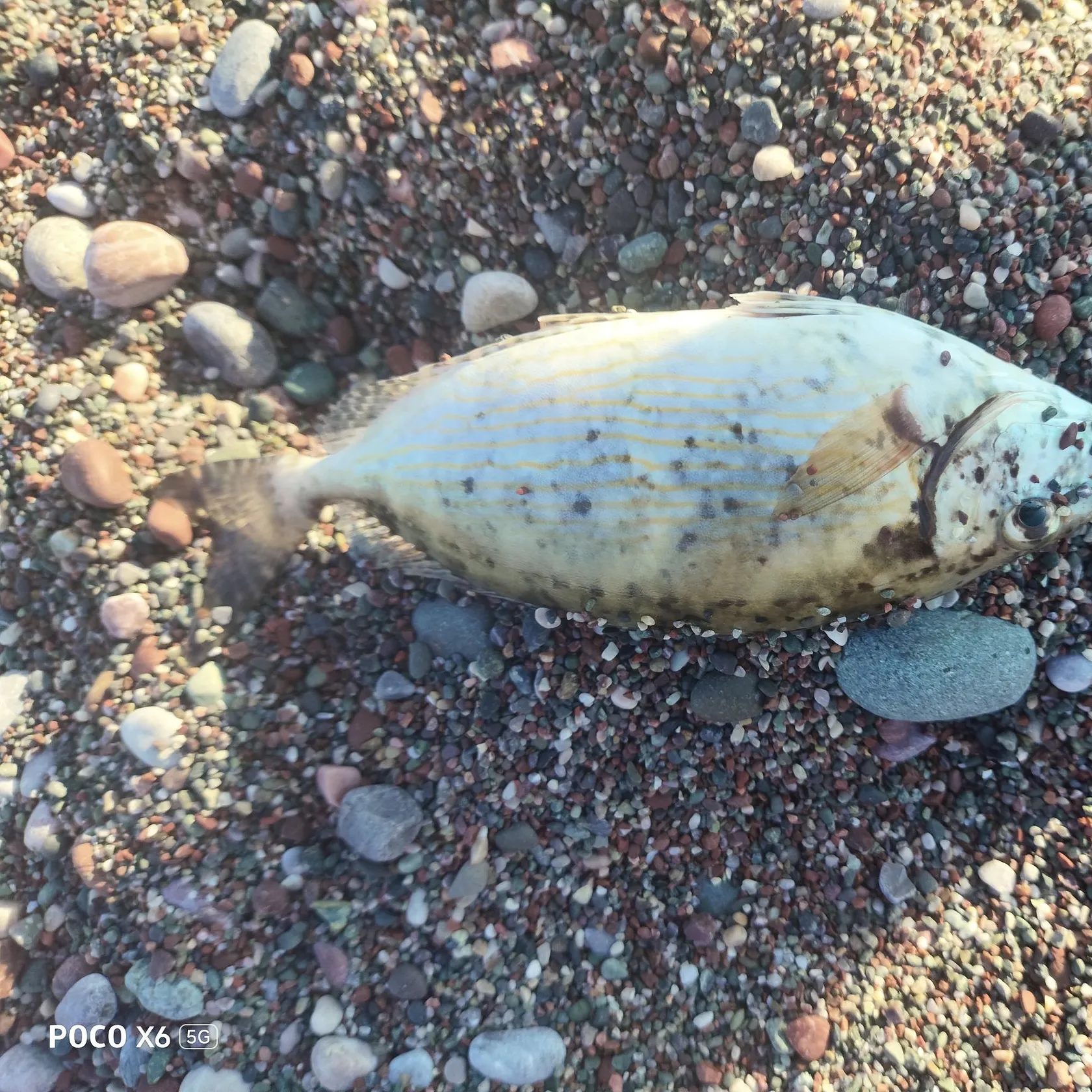 Fish caught on Fishbrain