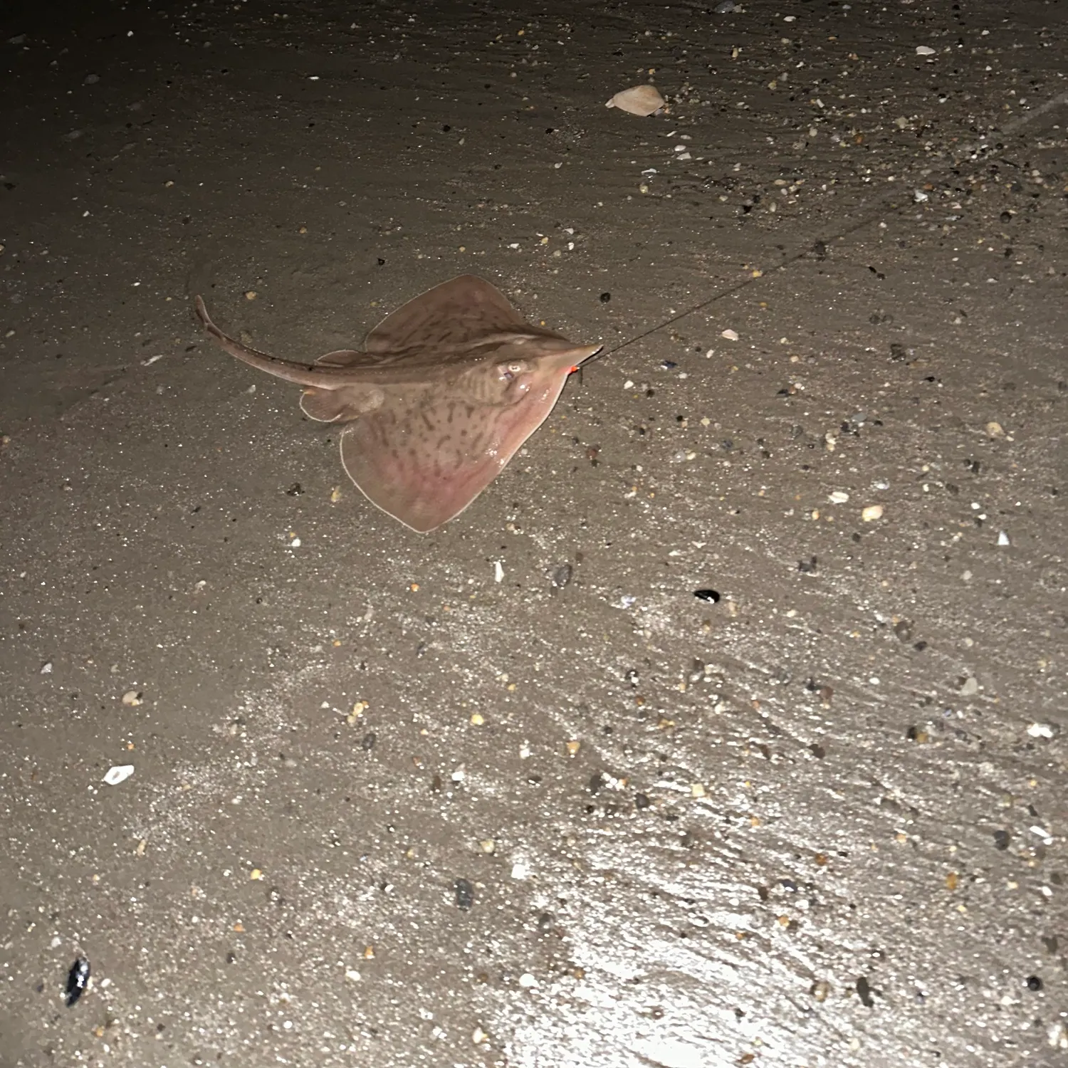 The most recent Short-tail stingray catches on Fishbrain