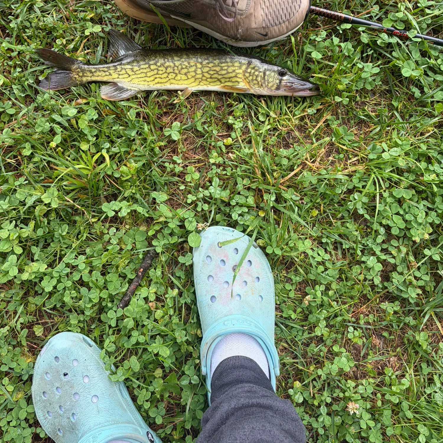 Chain pickerel caught on Fishbrain
