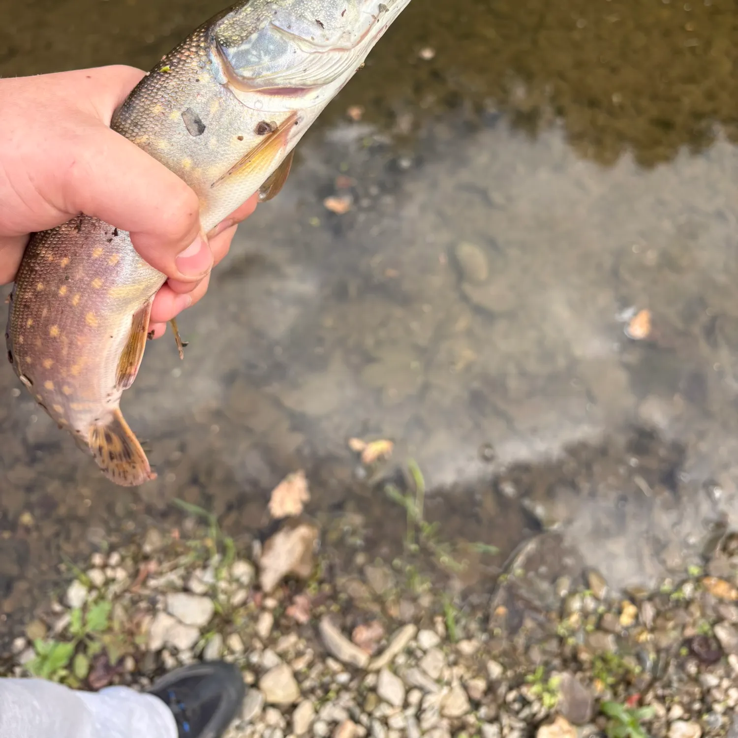 Northern pike caught on Fishbrain
