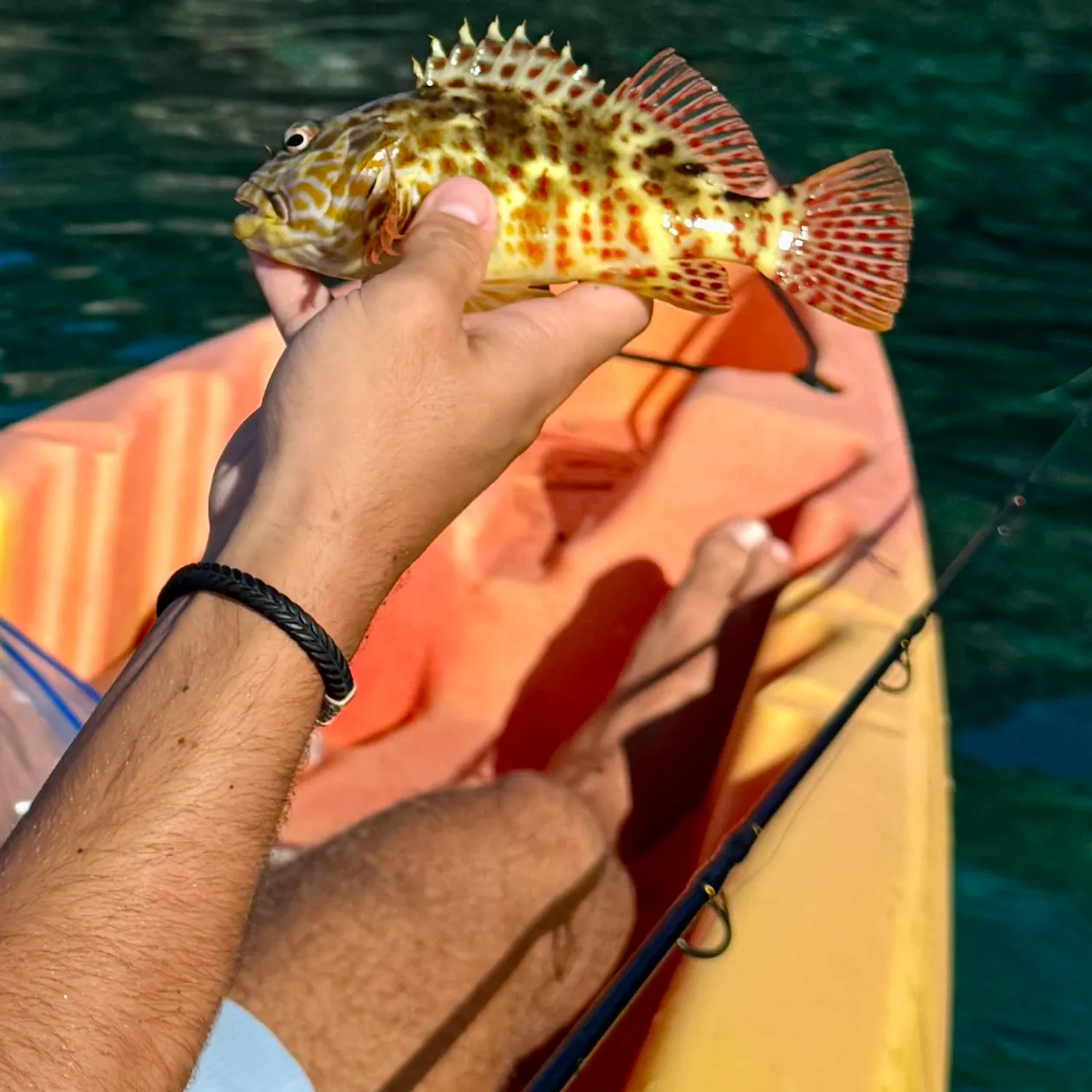 The most recent Stocky hawkfish catches on Fishbrain