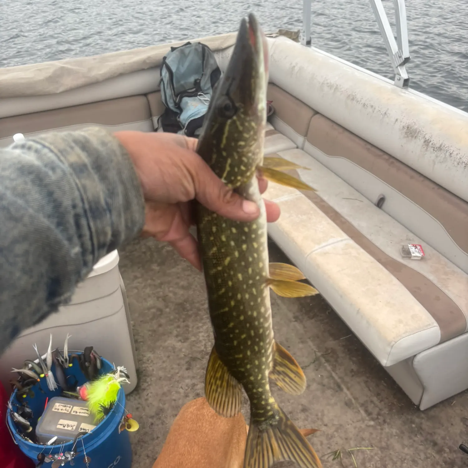 Northern pike caught on Fishbrain